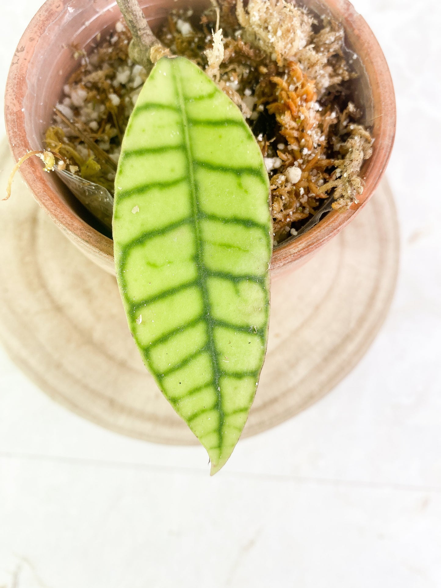 Hoya Gunung Gading 1 leaf Slightly Rooted sunstressing