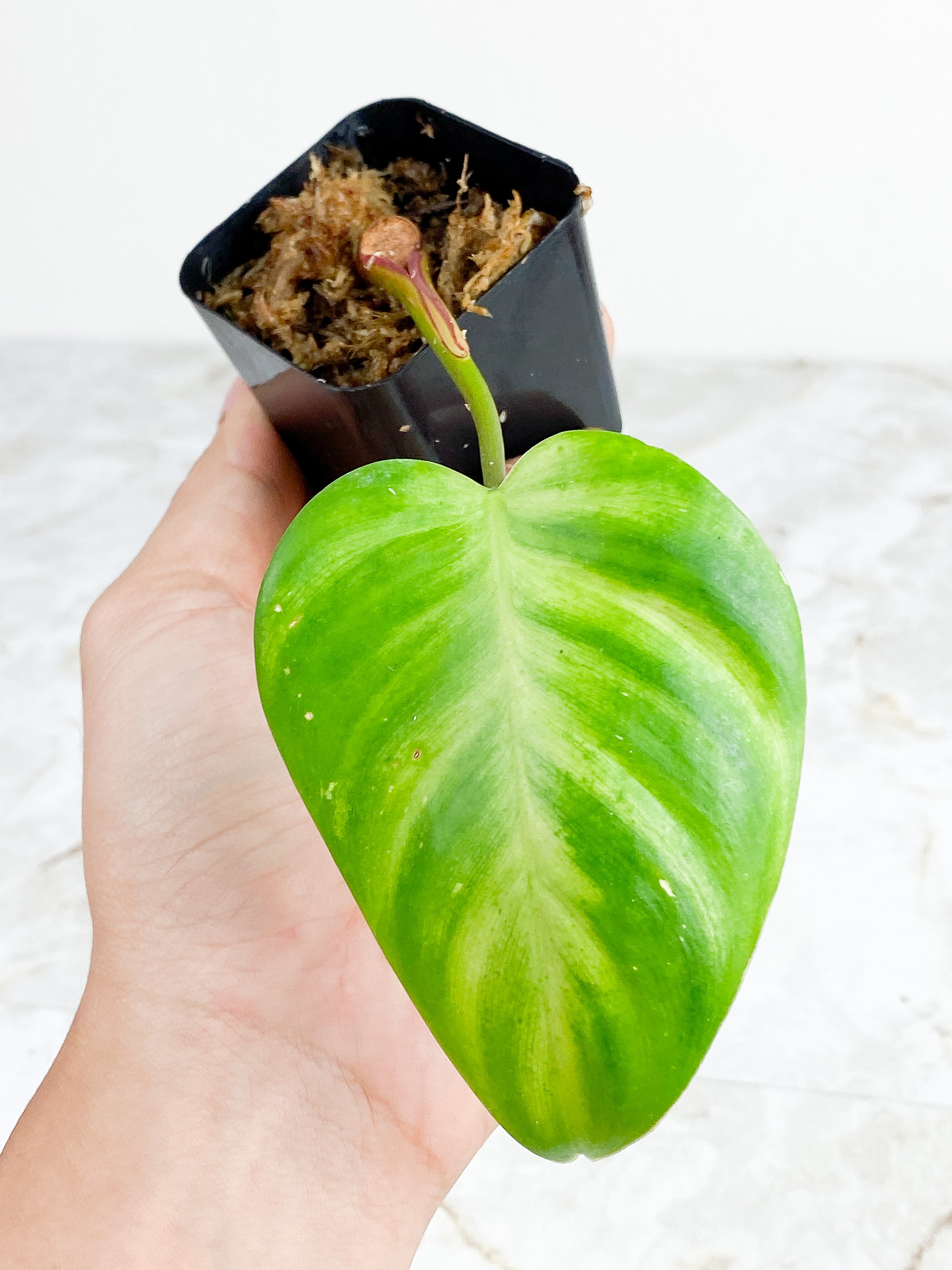 Philodendron White Princess Tricolor slightly rooted cutting