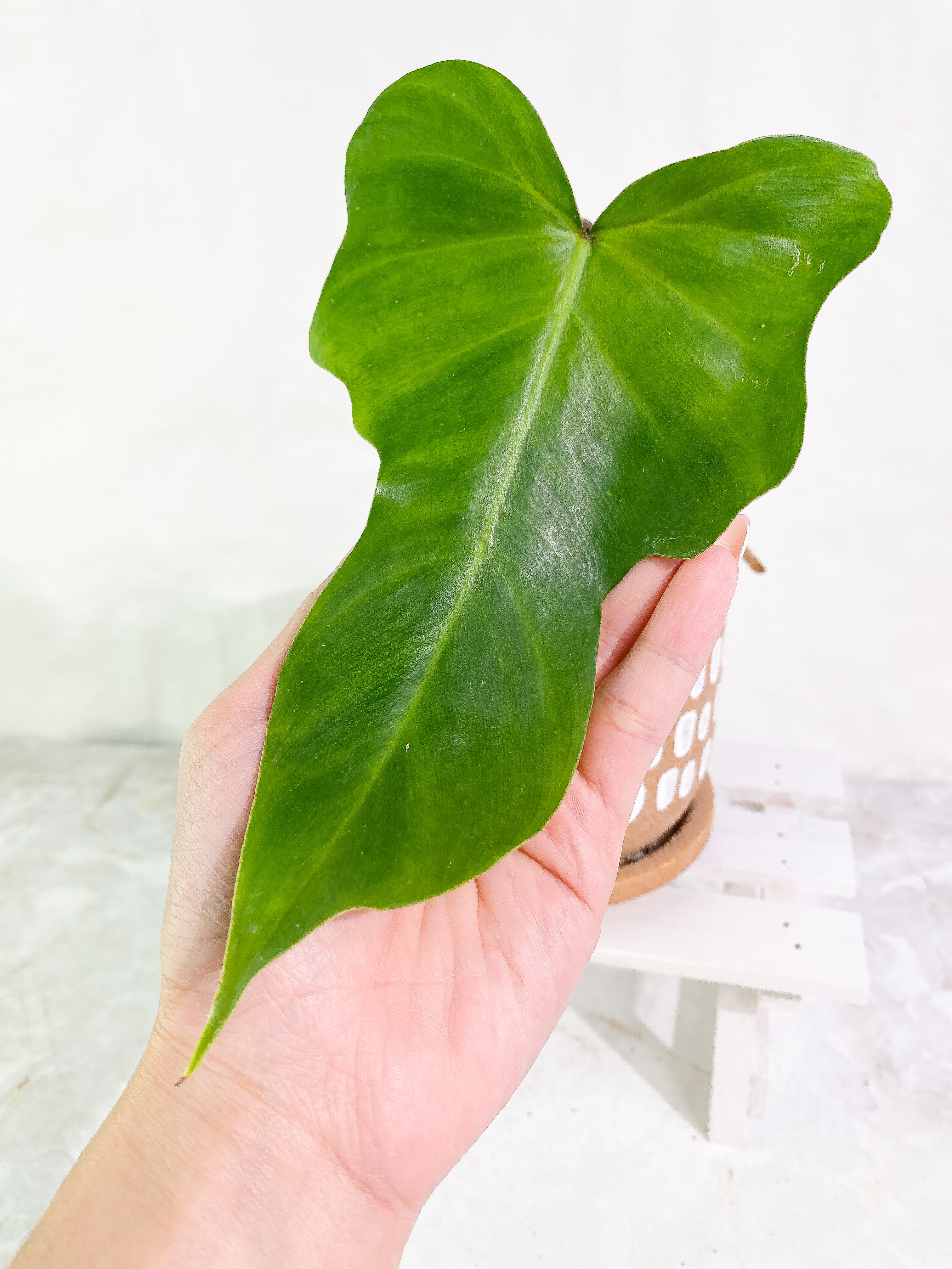 Philodendron golden dragon Variegated 1 leaf 1 sprout rooted