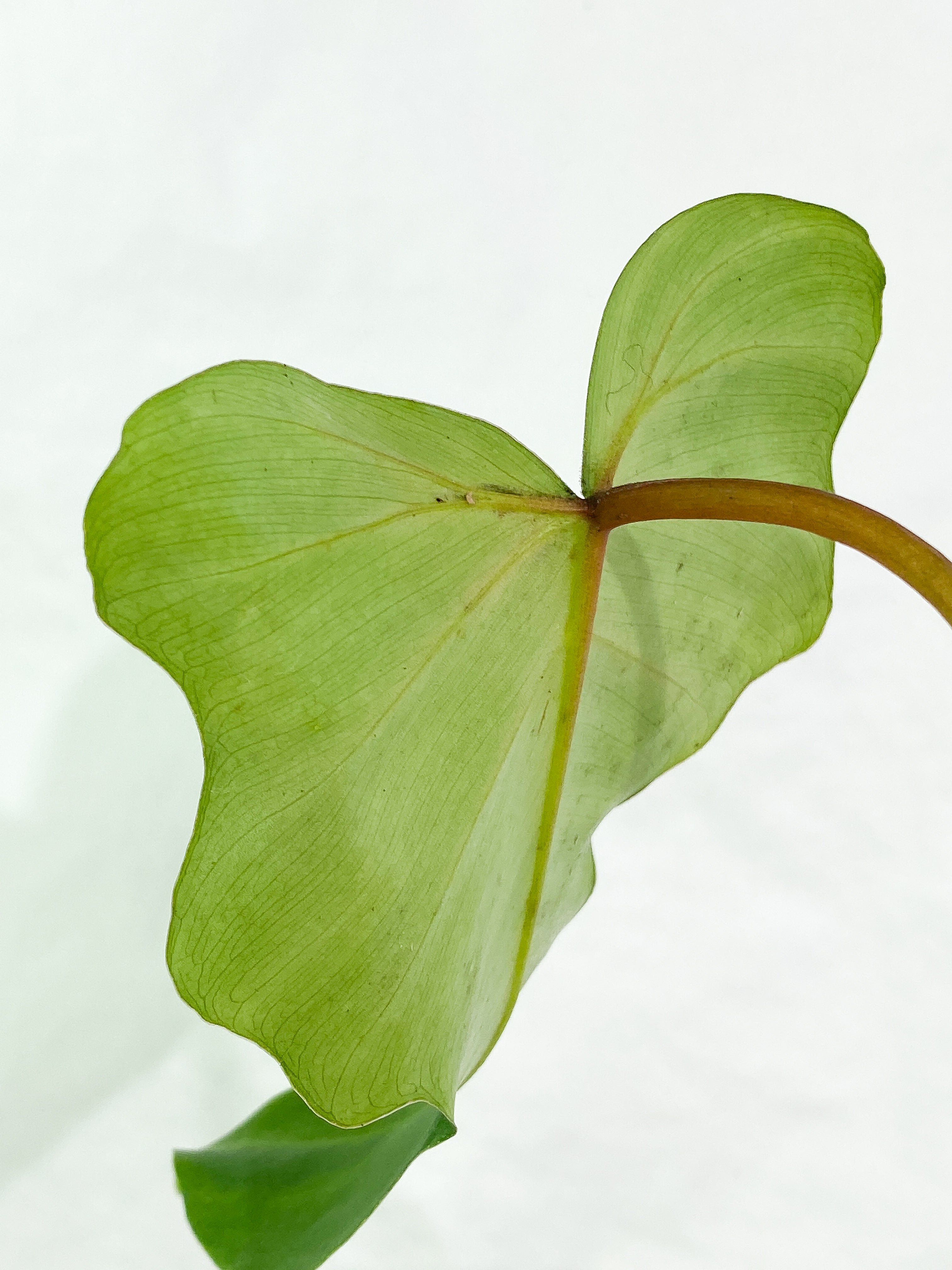 Philodendron golden dragon Variegated 1 leaf 1 sprout rooted