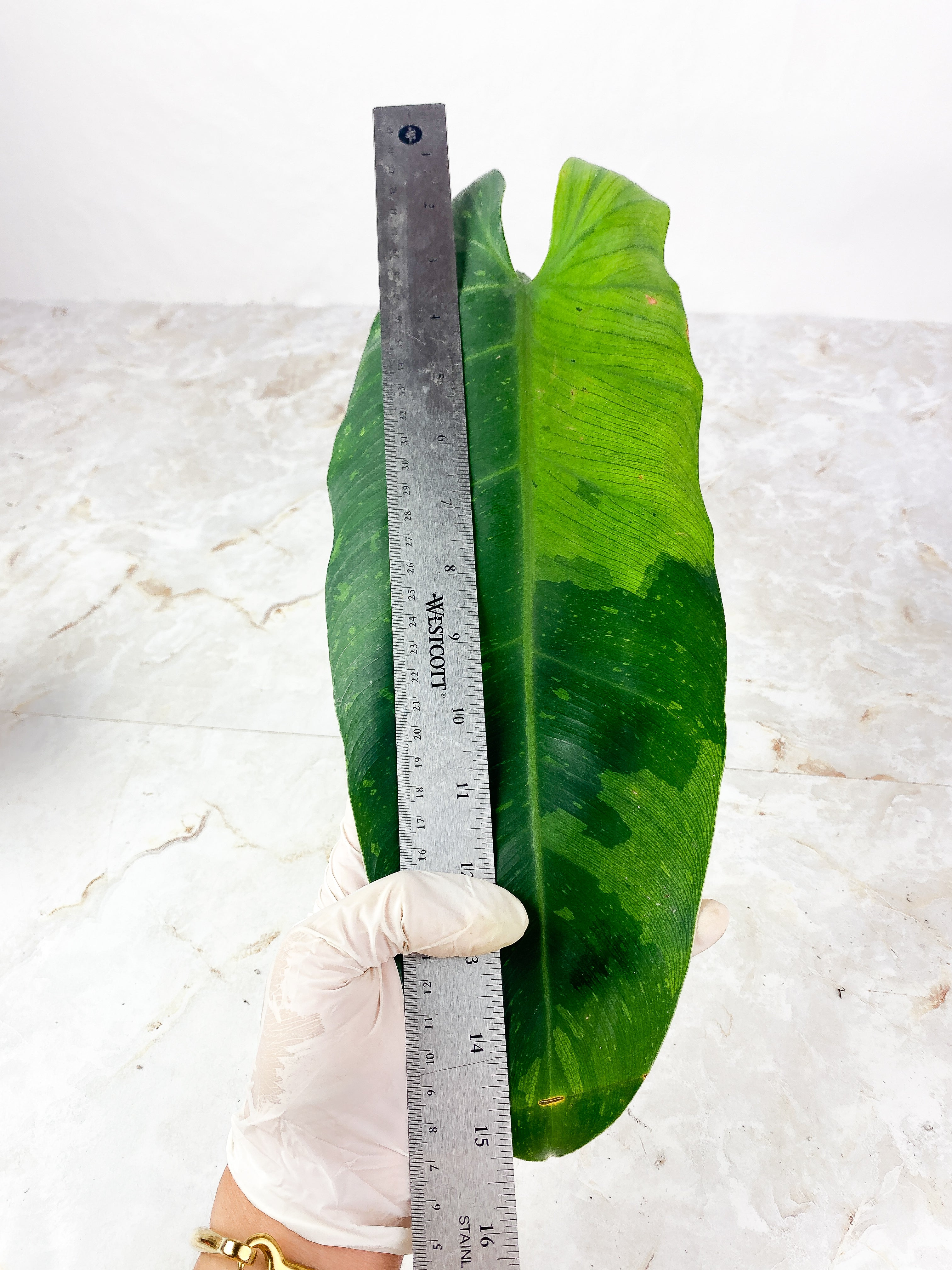 Philodendron  Jose Buono Rooting 1 huge leaf
