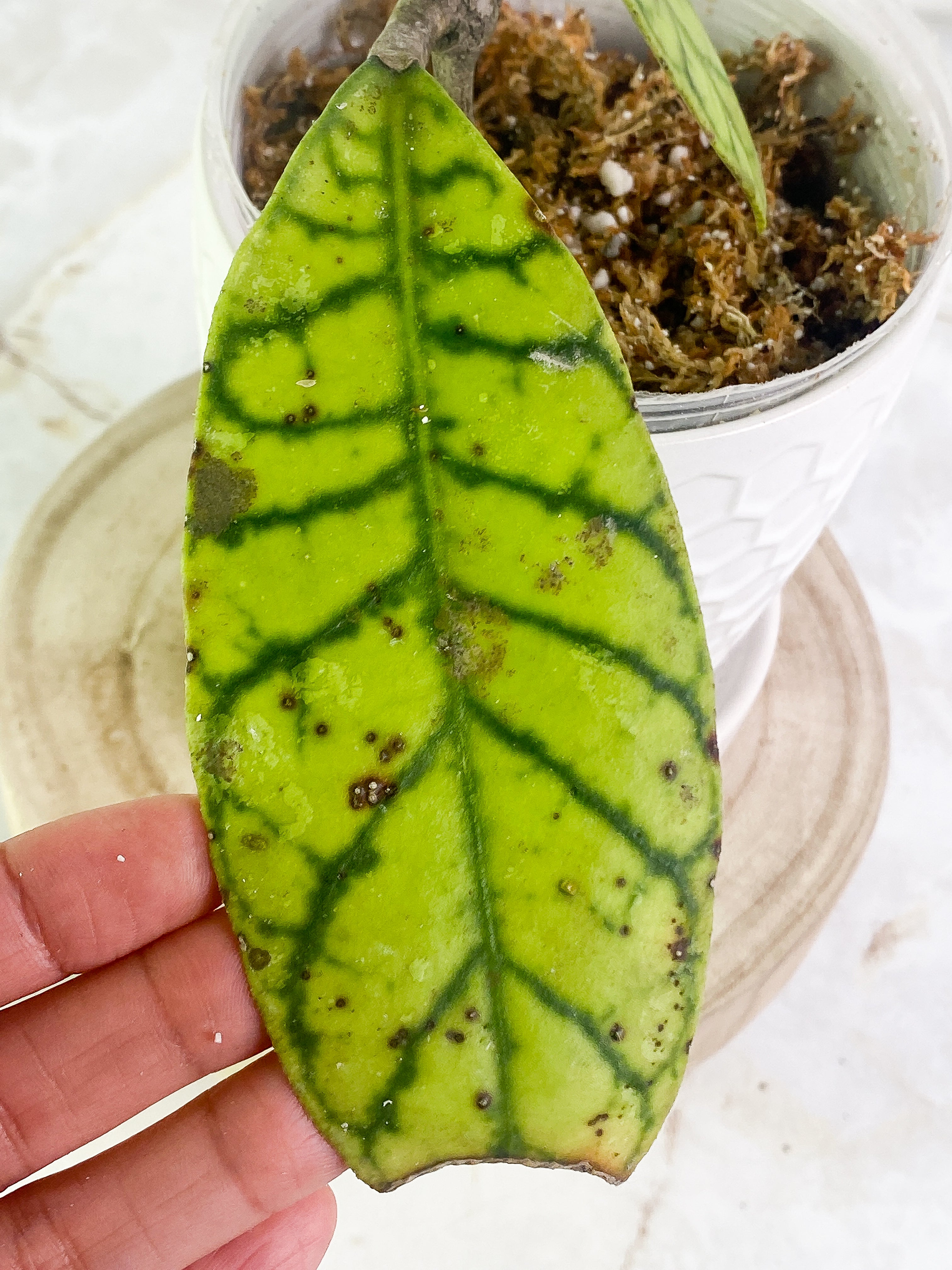Hoya Gunung Gading 2 leaves slightly rooted