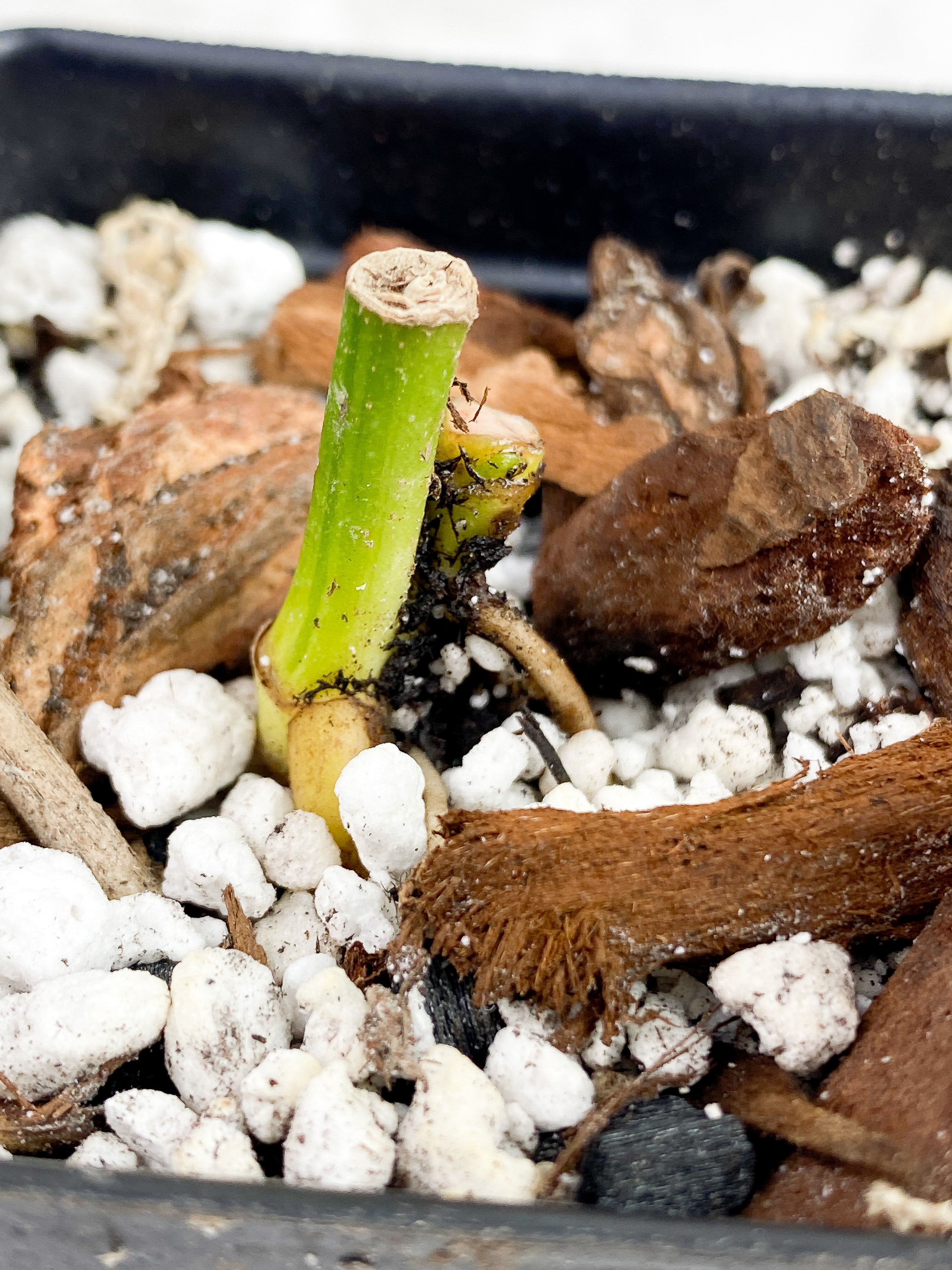 Monstera Adansonii Mint/ Aurea rooted triple node with two sprouts