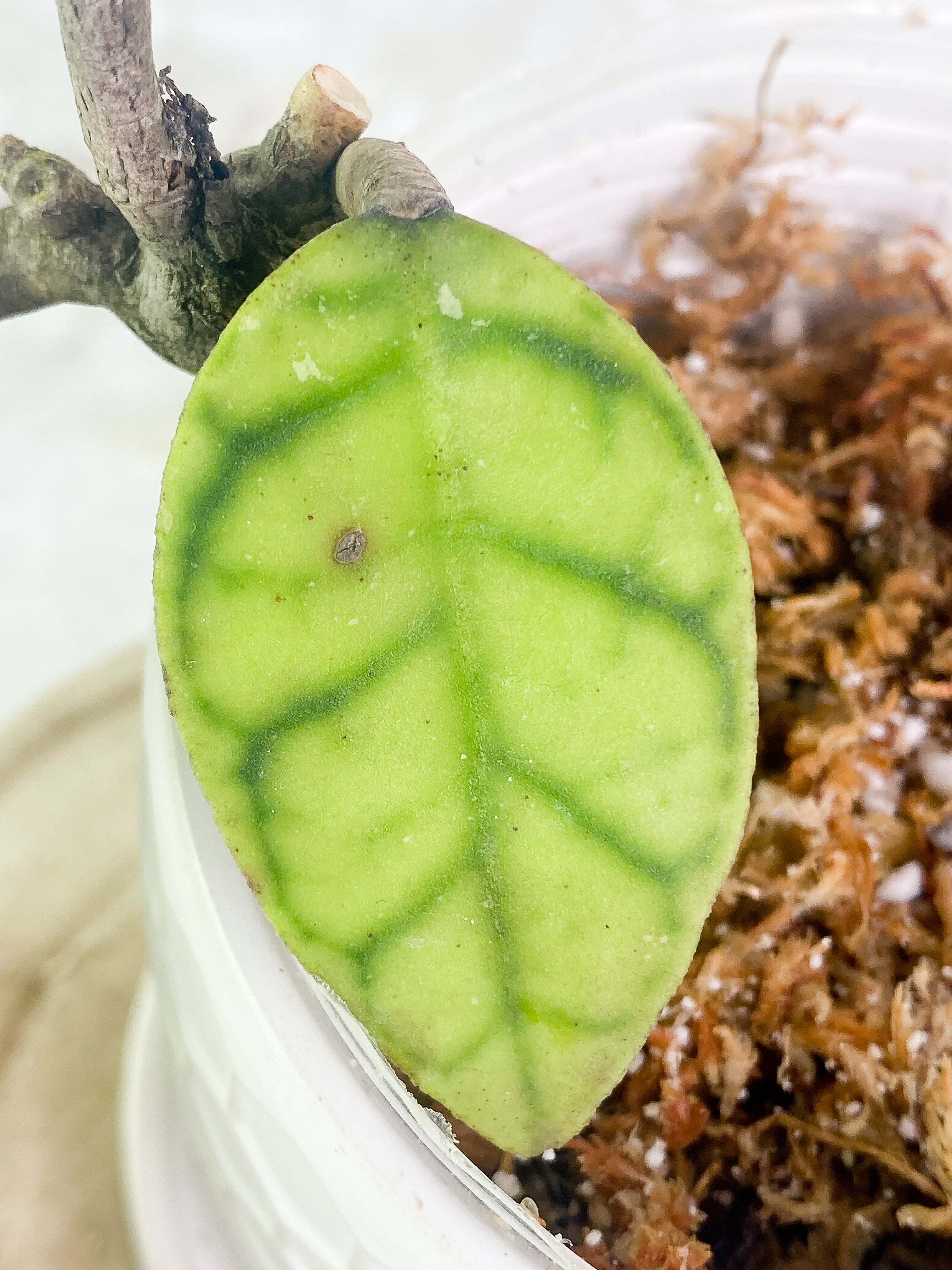 Hoya Gunung Gading 2 leaves slightly rooted