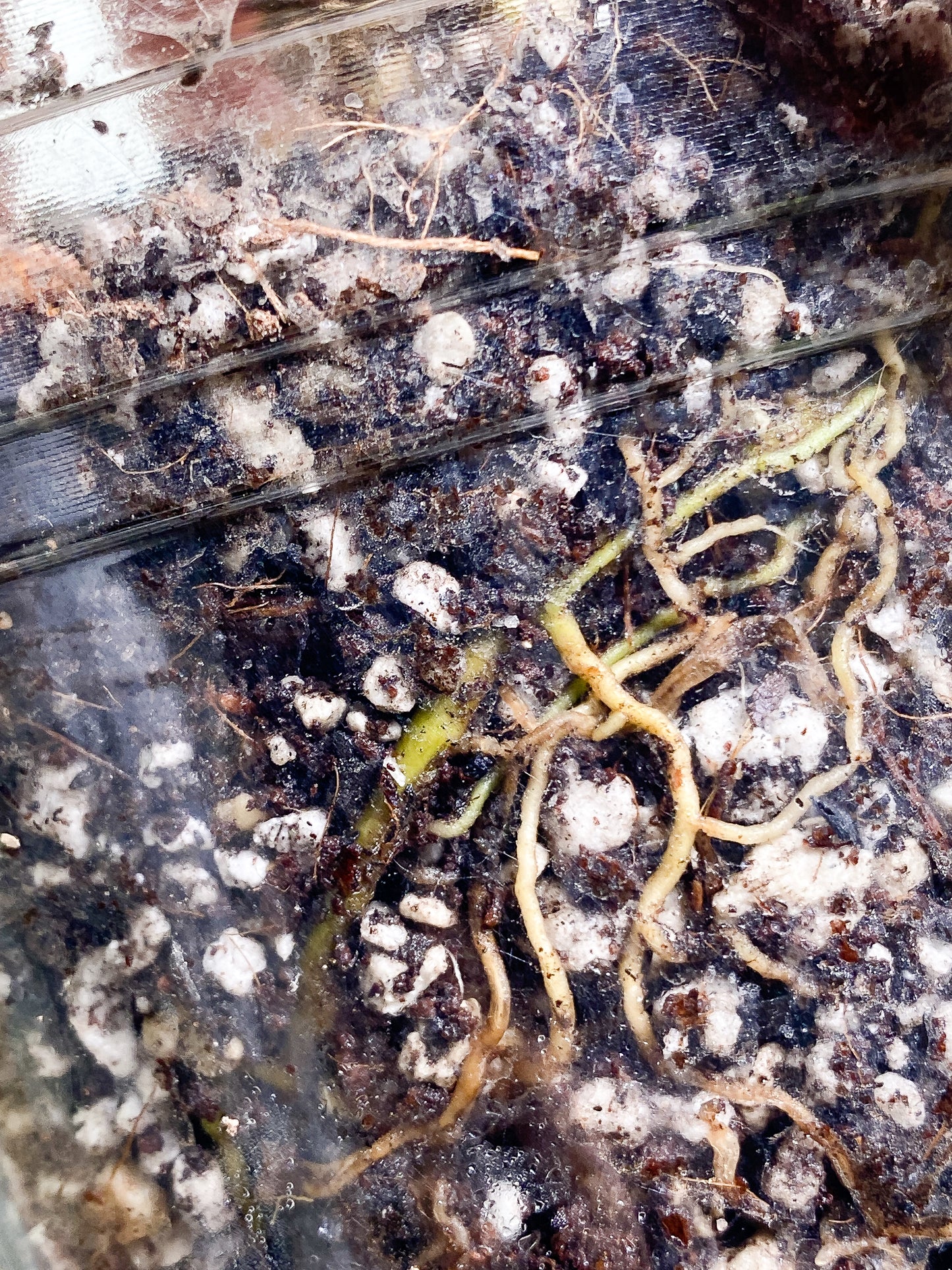 Anthurium Warocqueanum Dark Form Rooted chonk