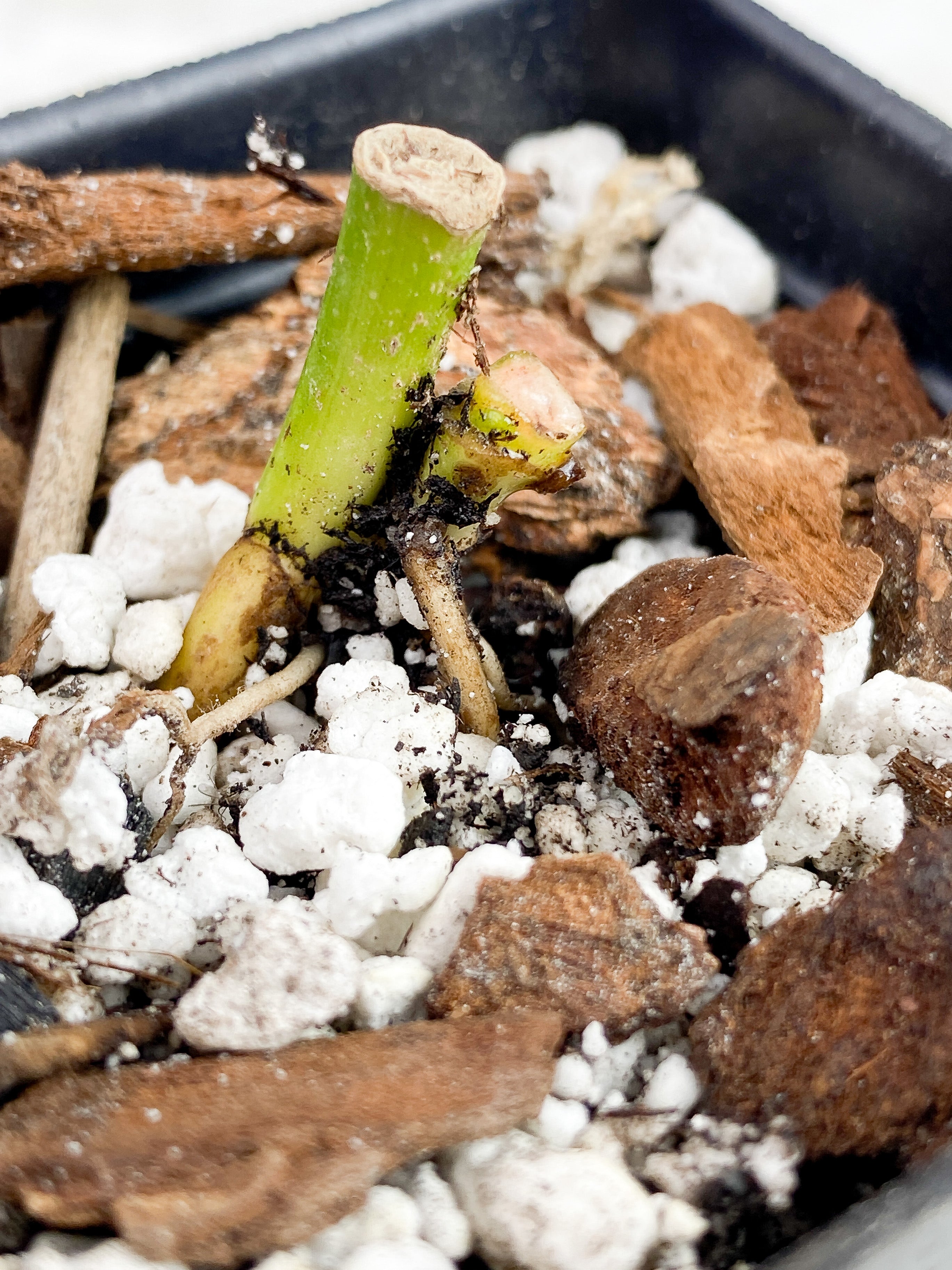 Monstera Adansonii Mint/ Aurea rooted triple node with two sprouts