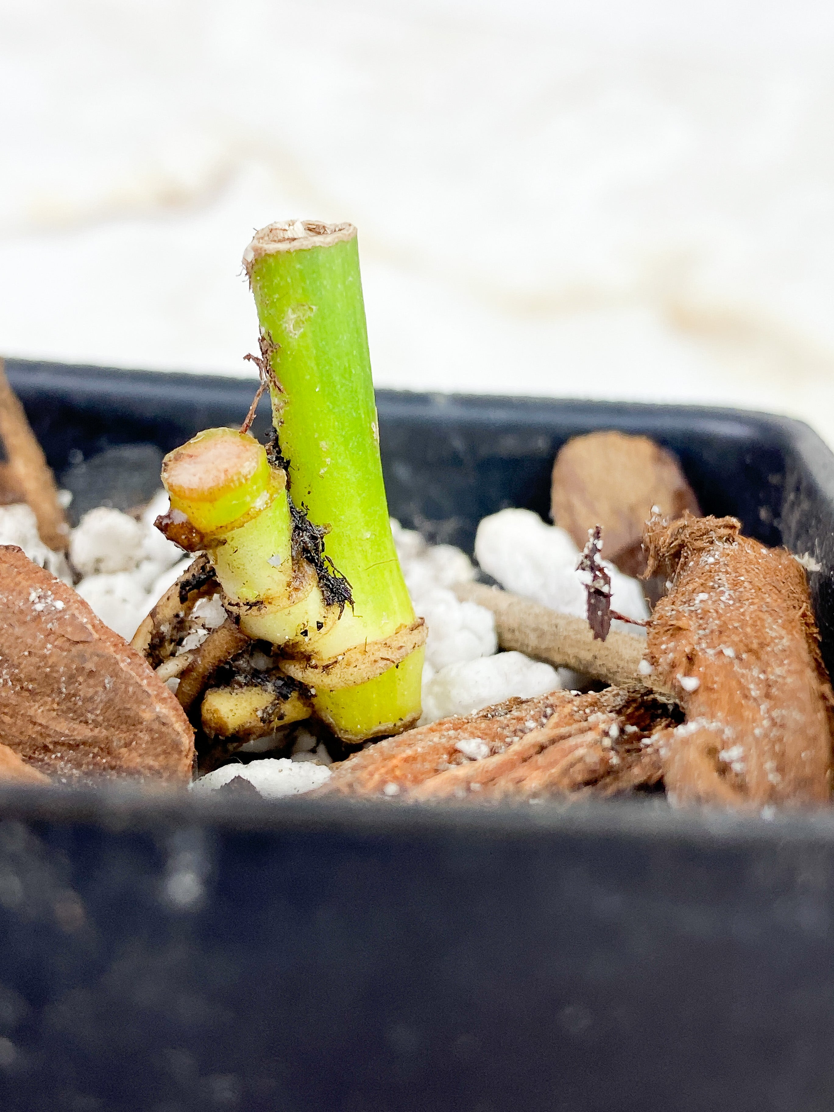 Monstera Adansonii Mint/ Aurea rooted triple node with two sprouts