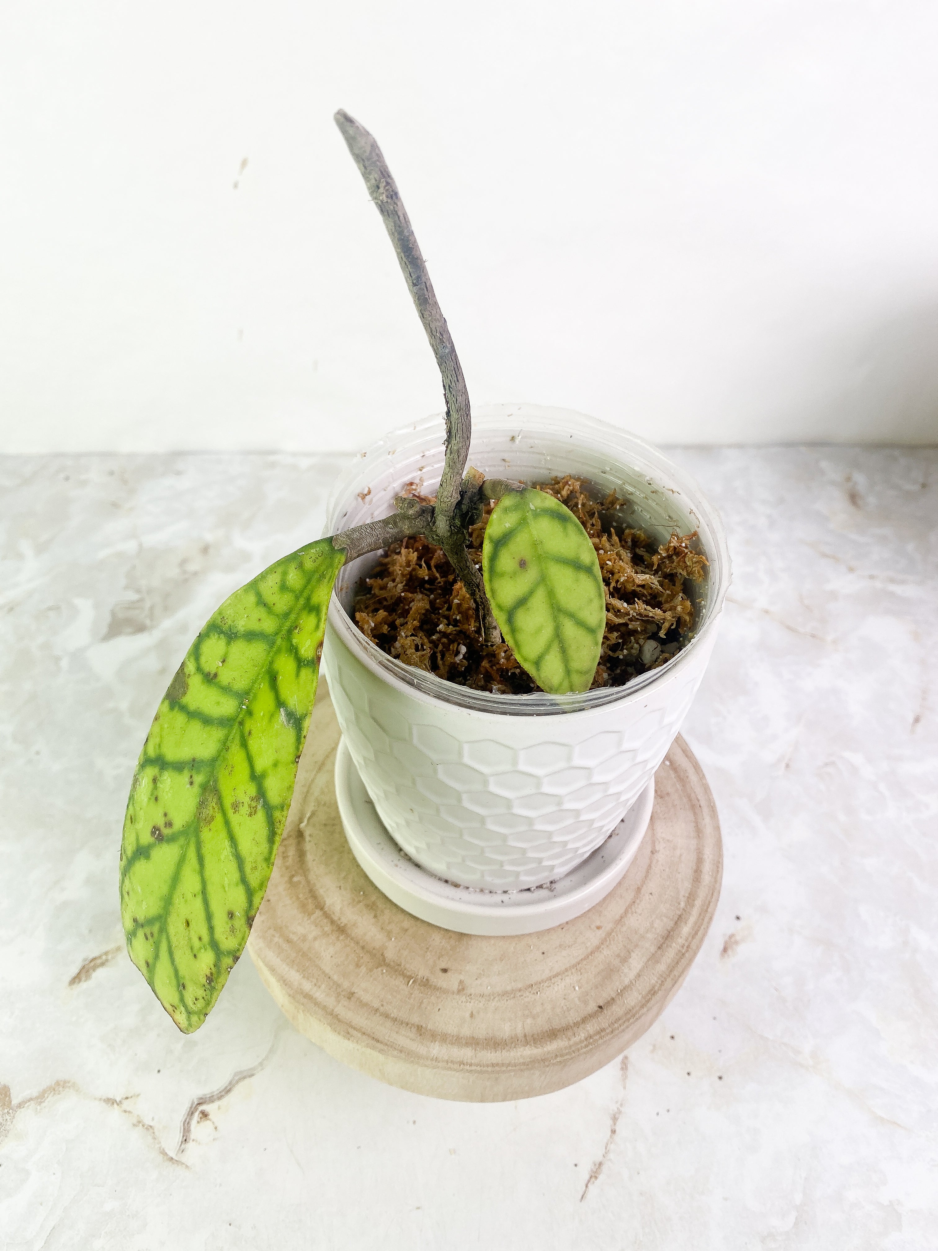 Hoya Gunung Gading 2 leaves slightly rooted