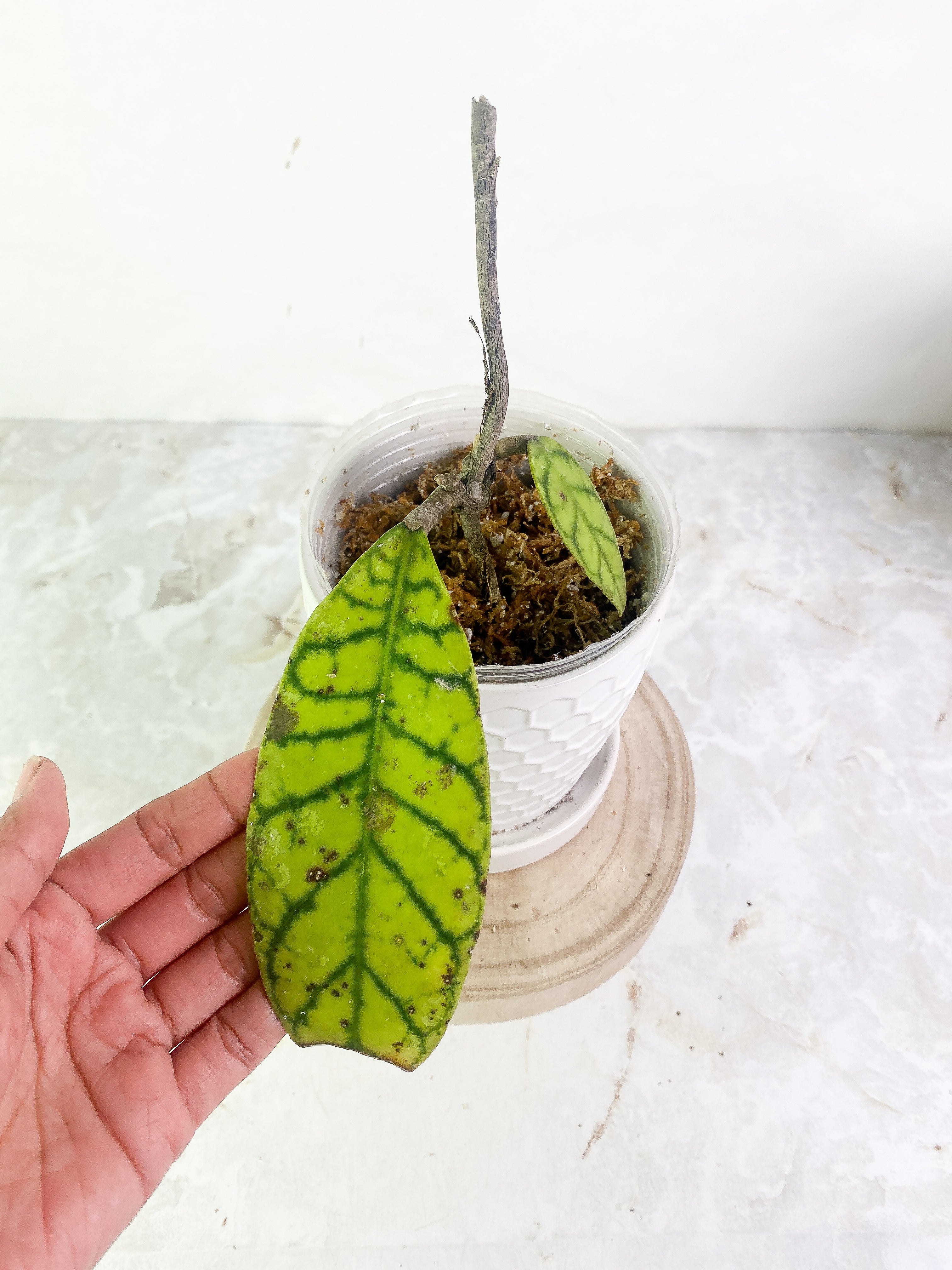 Hoya Gunung Gading 2 leaves slightly rooted