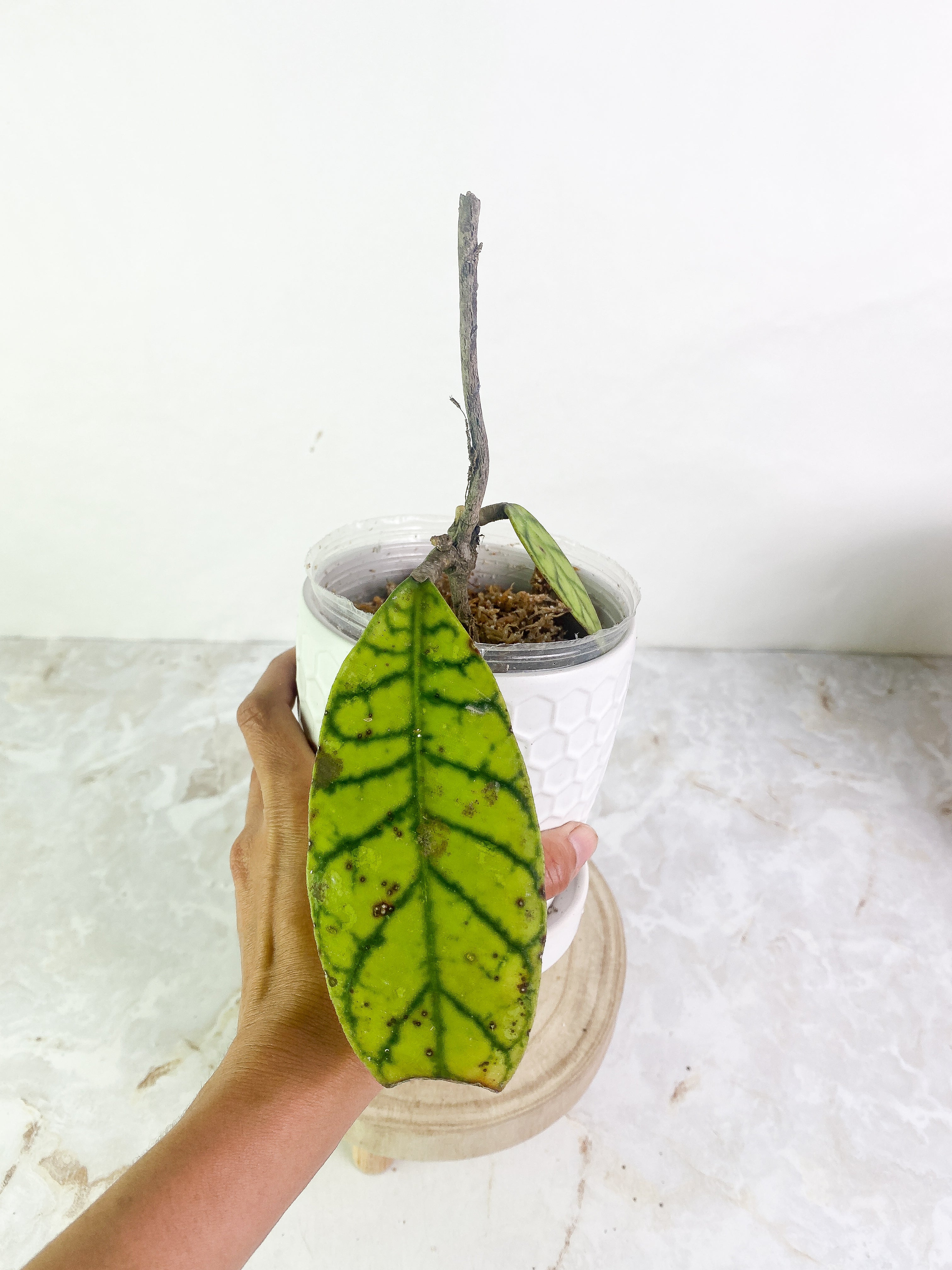 Hoya Gunung Gading 2 leaves slightly rooted