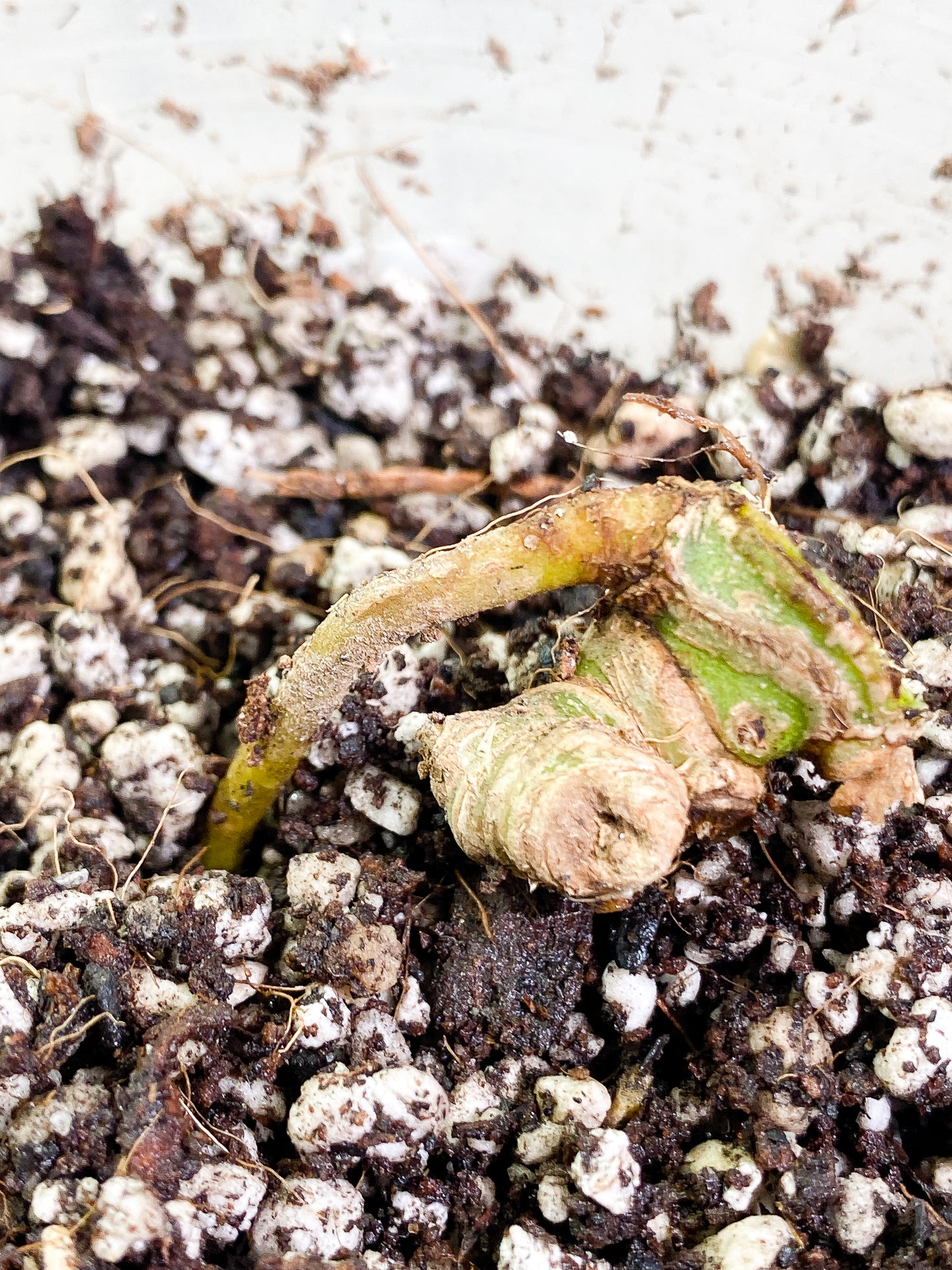 Anthurium Warocqueanum Dark Form Rooted chonk