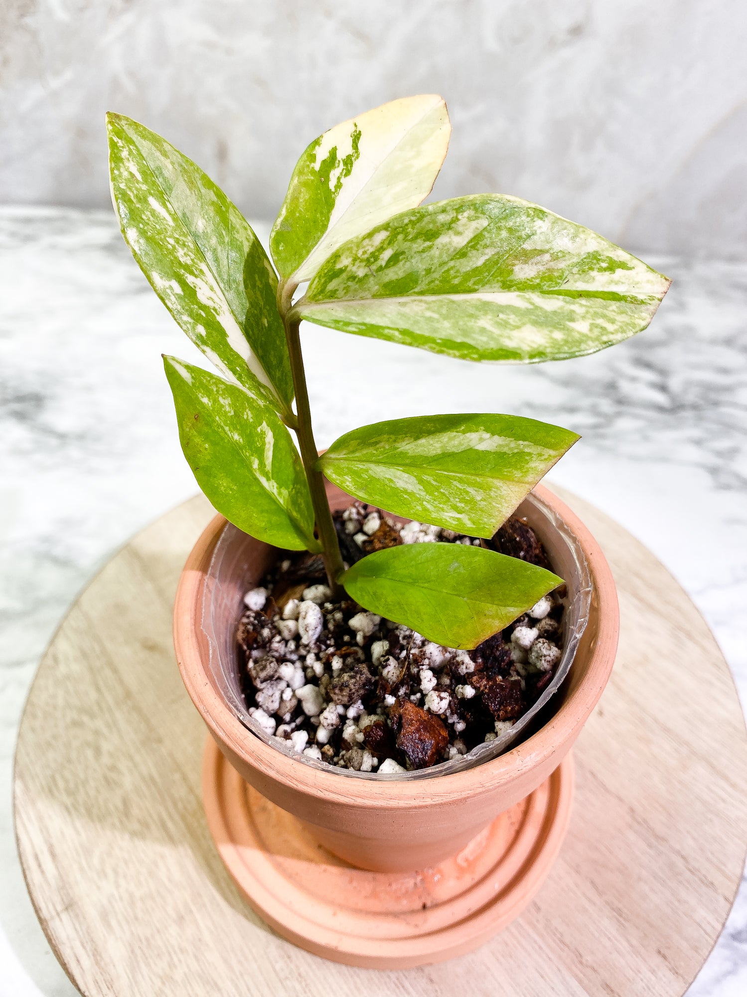 Variegated zz plant Rooted Highly Variegated