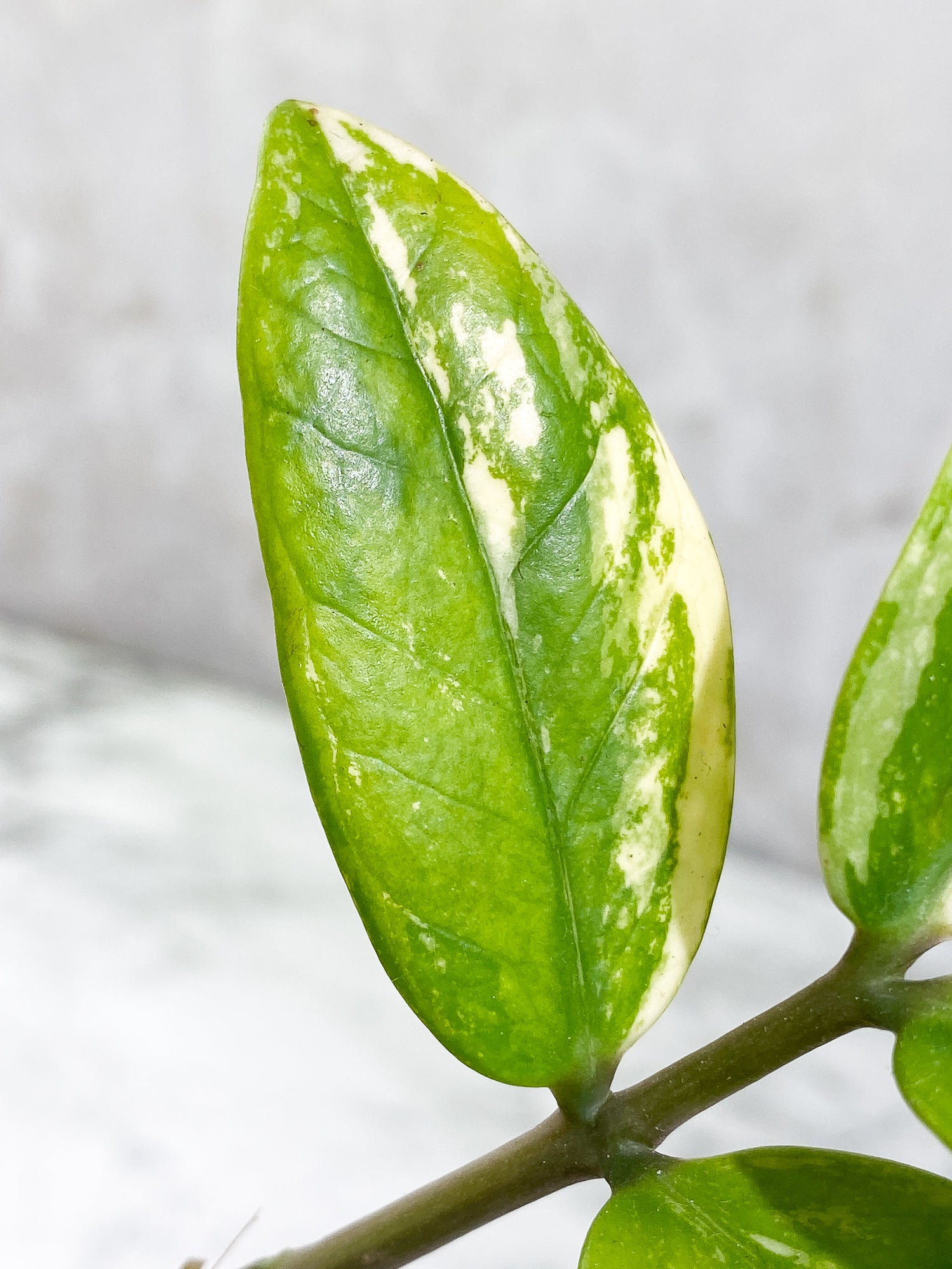 Variegated zz plant Rooted from Highly Variegated mother plant