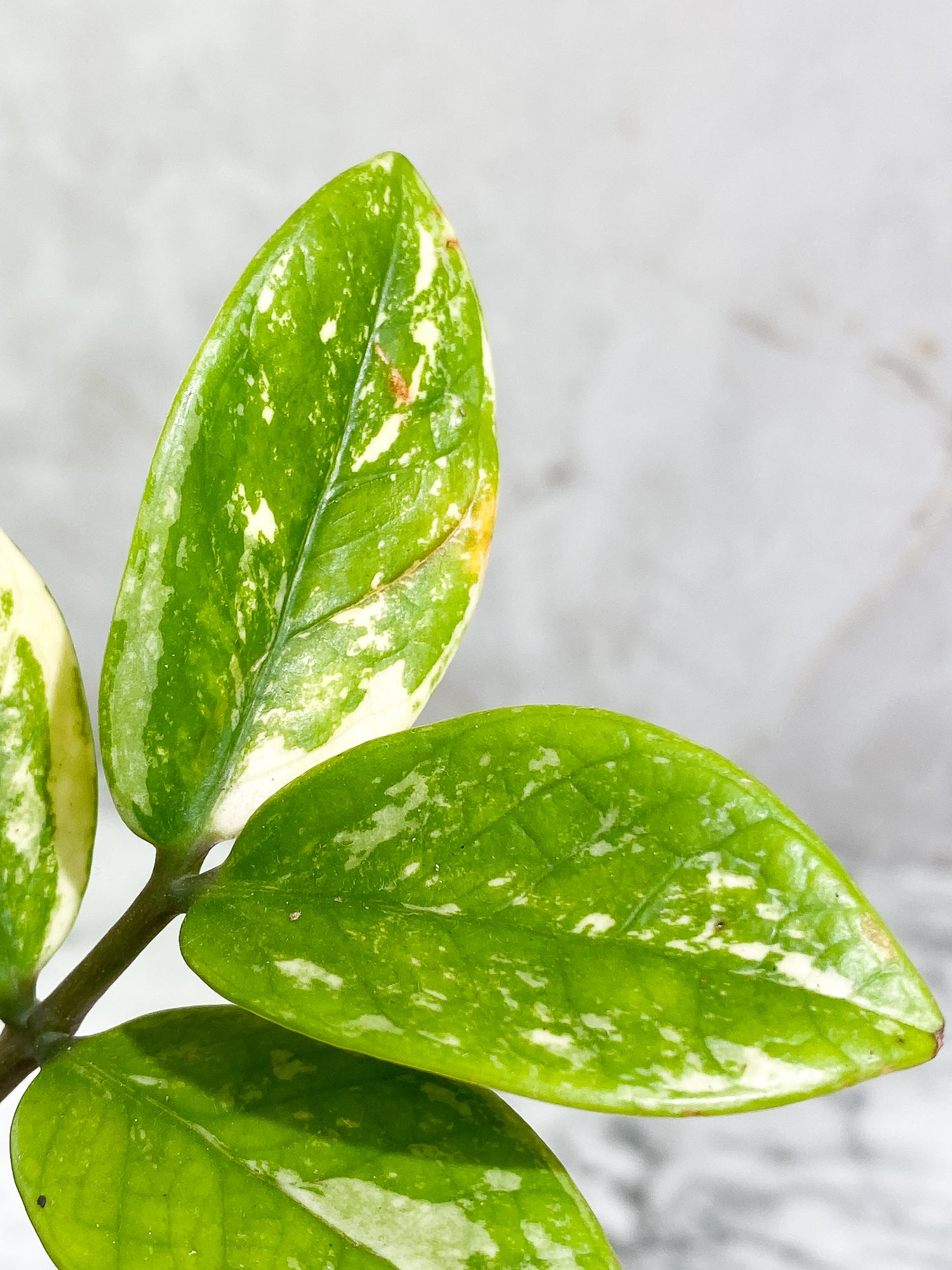 Variegated zz plant Rooted from Highly Variegated mother plant