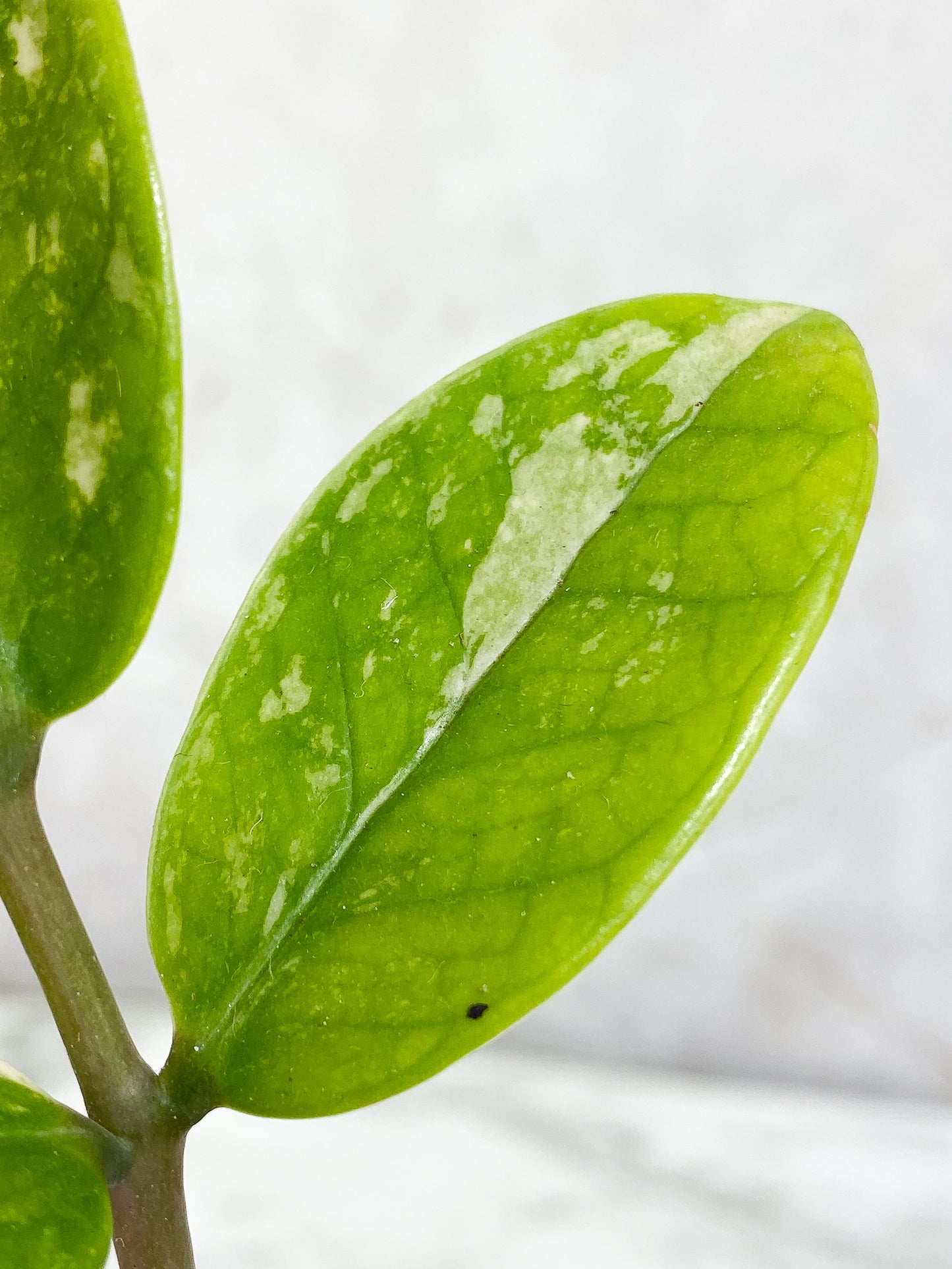 Variegated zz plant Rooted from Highly Variegated mother plant