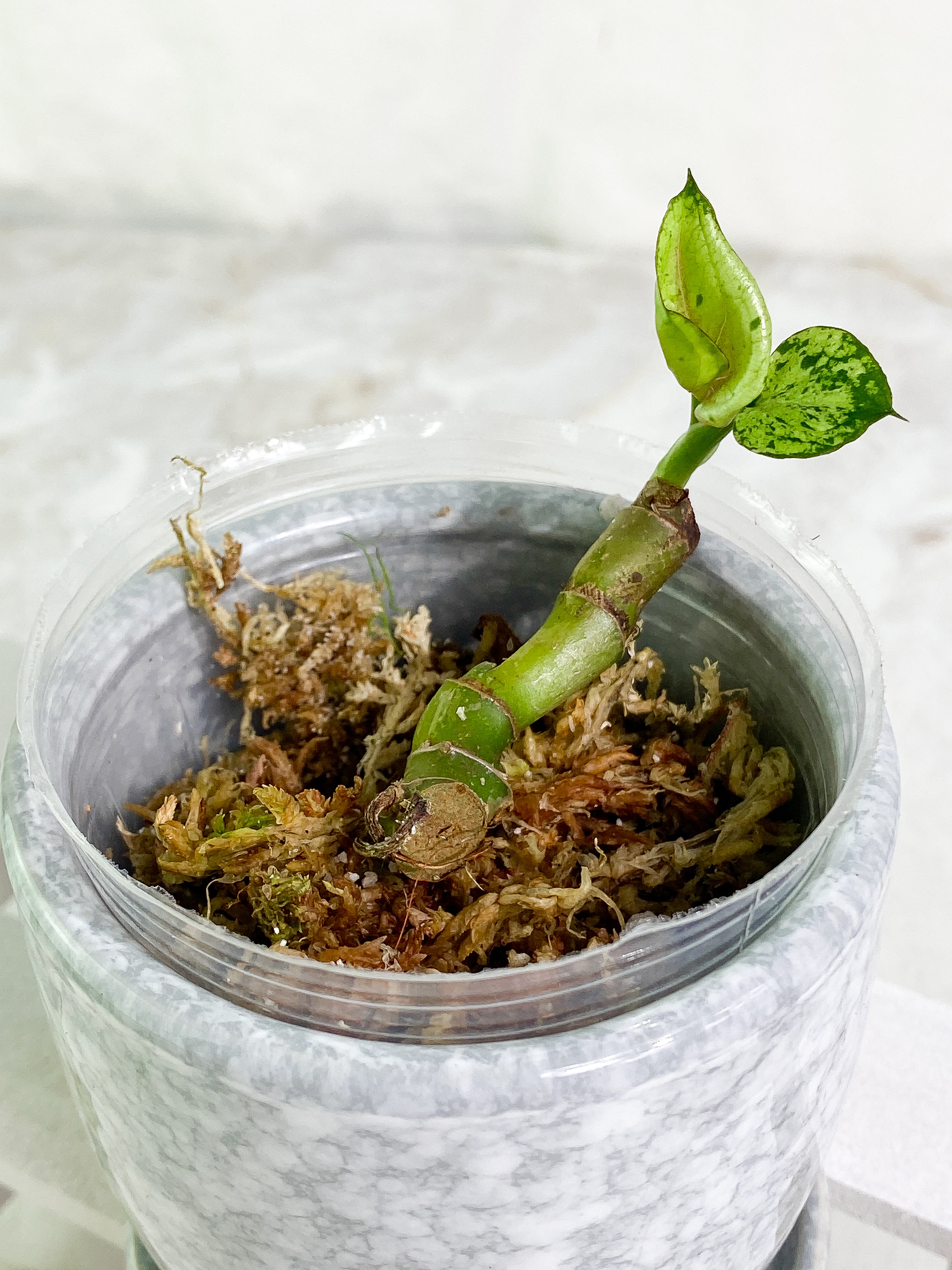 Syngonium Green Splash 2 baby leaves Slightly Rooted double node