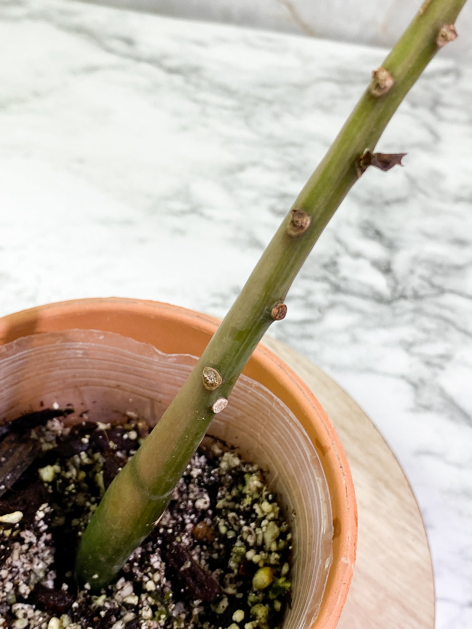 Variegated zz plant Rooted from Highly Variegated mother plant