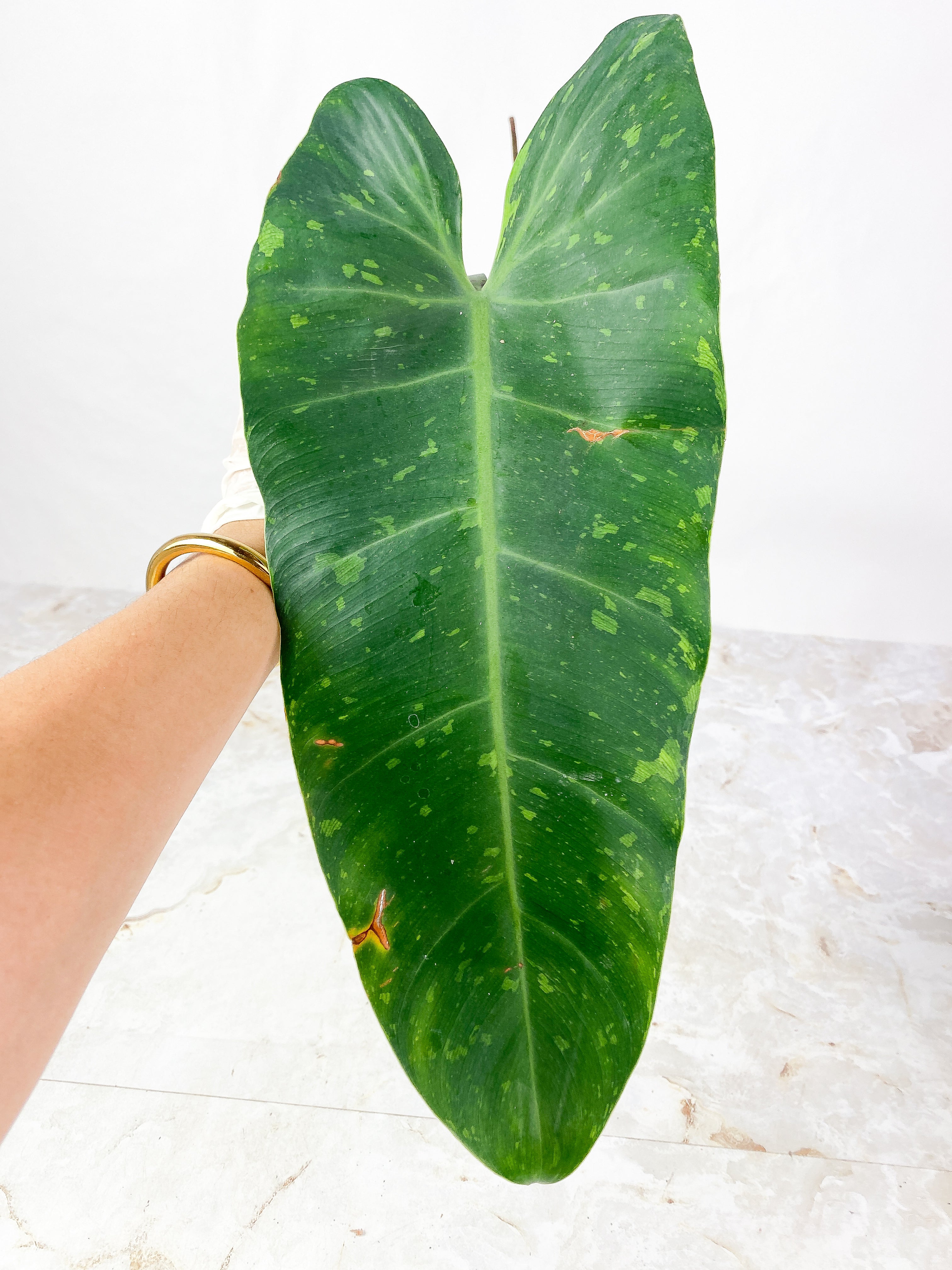 Philodendron  Jose Buono Rooting 1 huge leaf