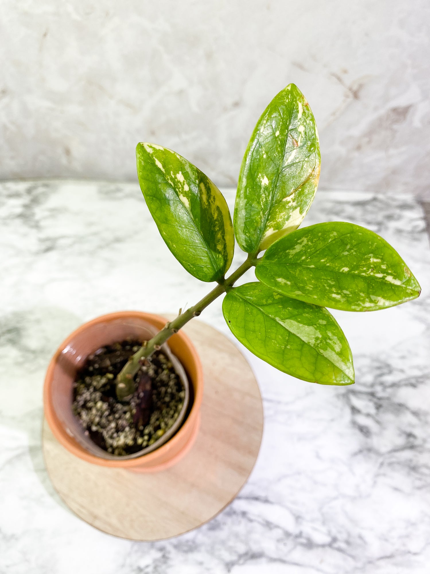 Variegated zz plant Rooted from Highly Variegated mother plant