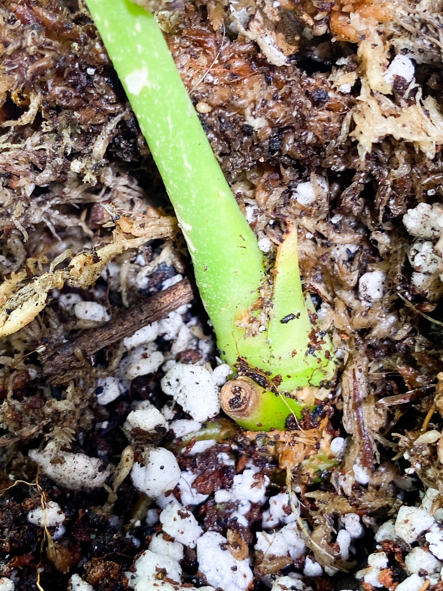 Anthurium Warocqueanum Rooted 1 leaf 1 sprout