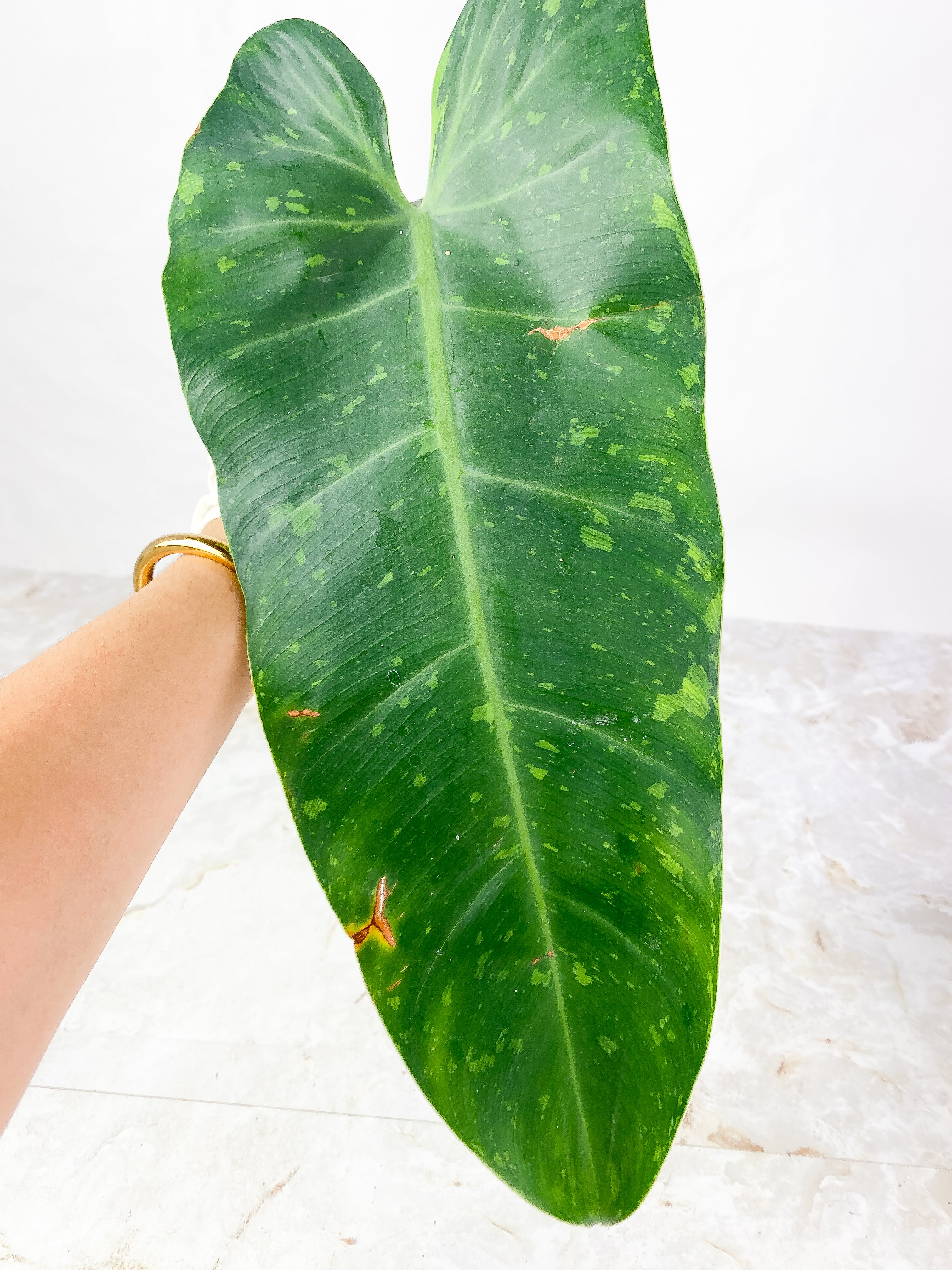 Philodendron  Jose Buono Rooting 1 huge leaf