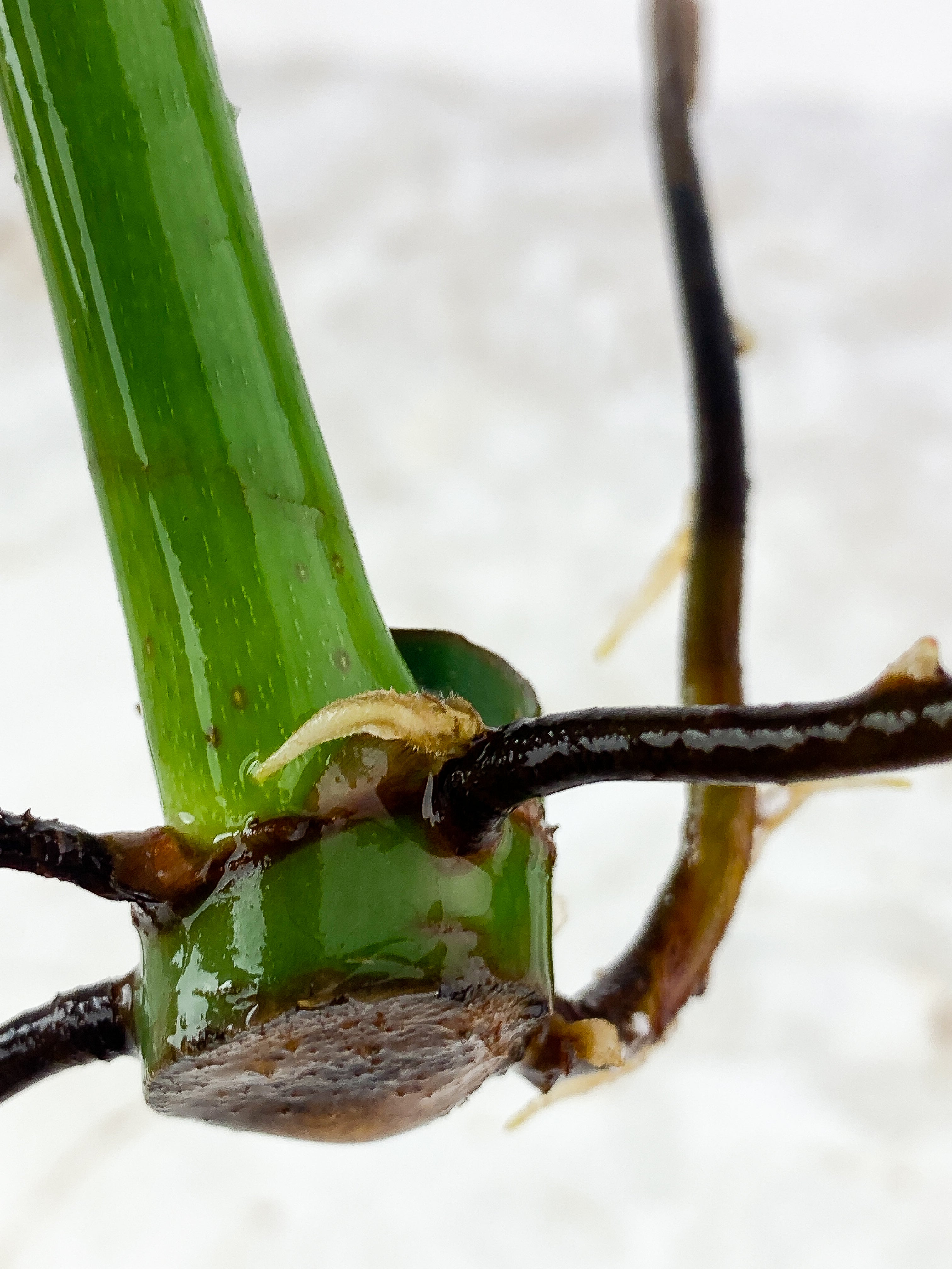 Philodendron  Jose Buono Rooting 1 huge leaf