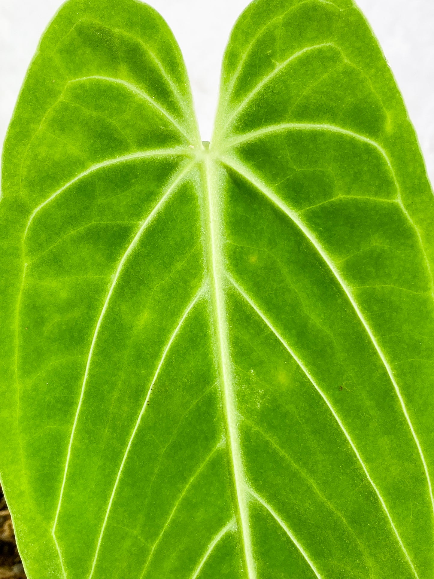 Anthurium Warocqueanum Rooted 1 leaf 1 sprout