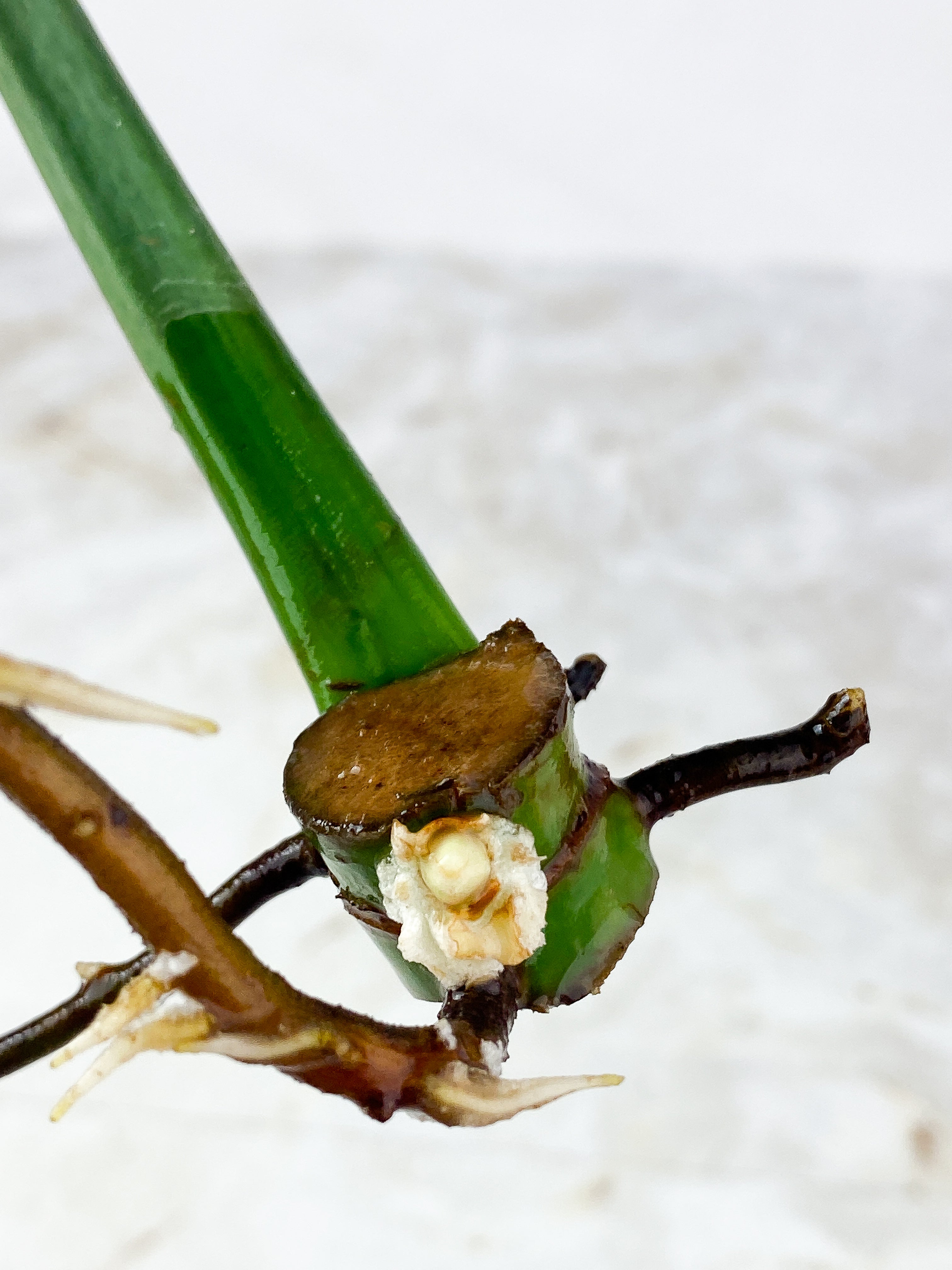 Philodendron  Jose Buono Rooting 1 huge leaf