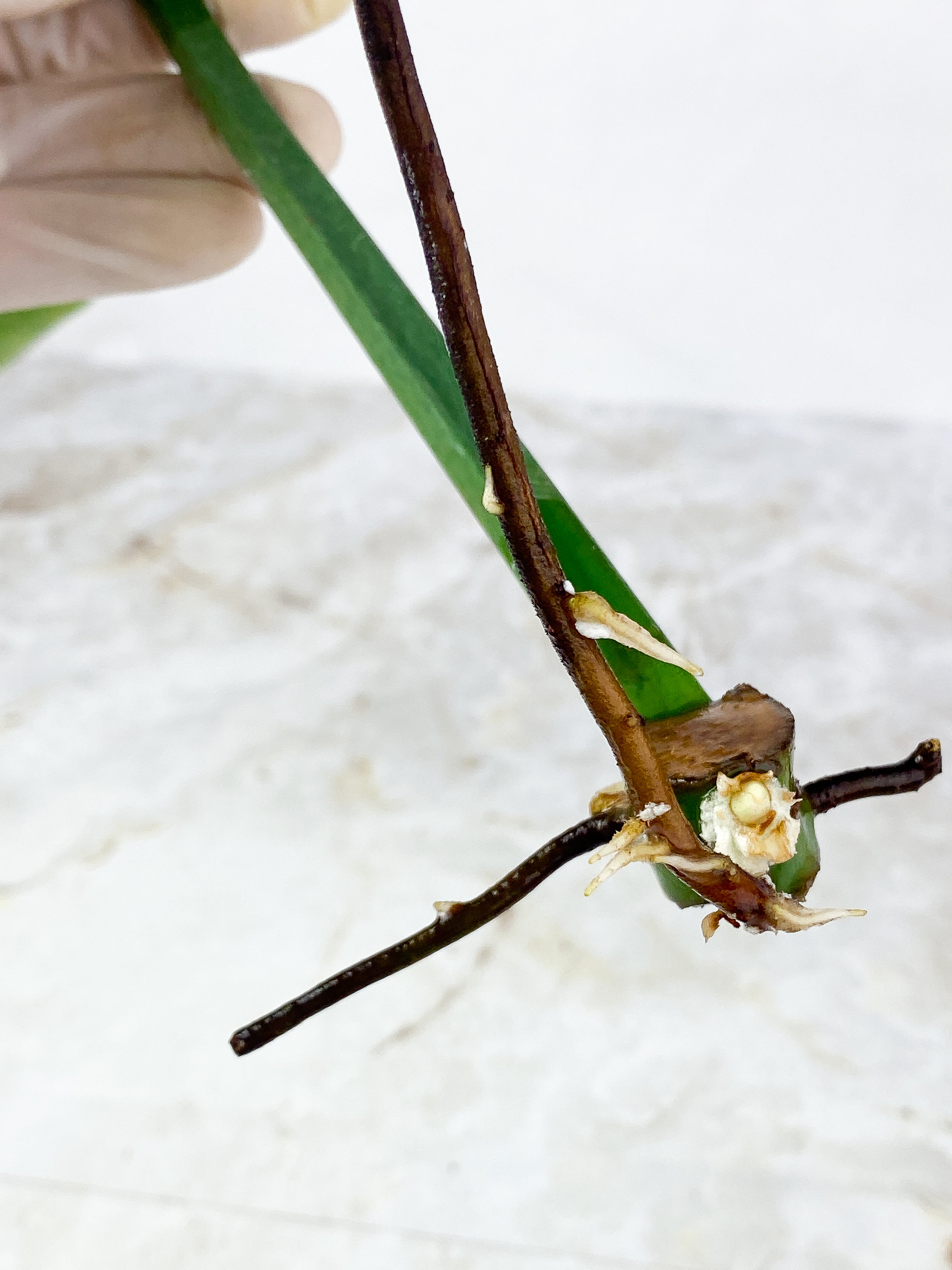 Philodendron  Jose Buono Rooting 1 huge leaf