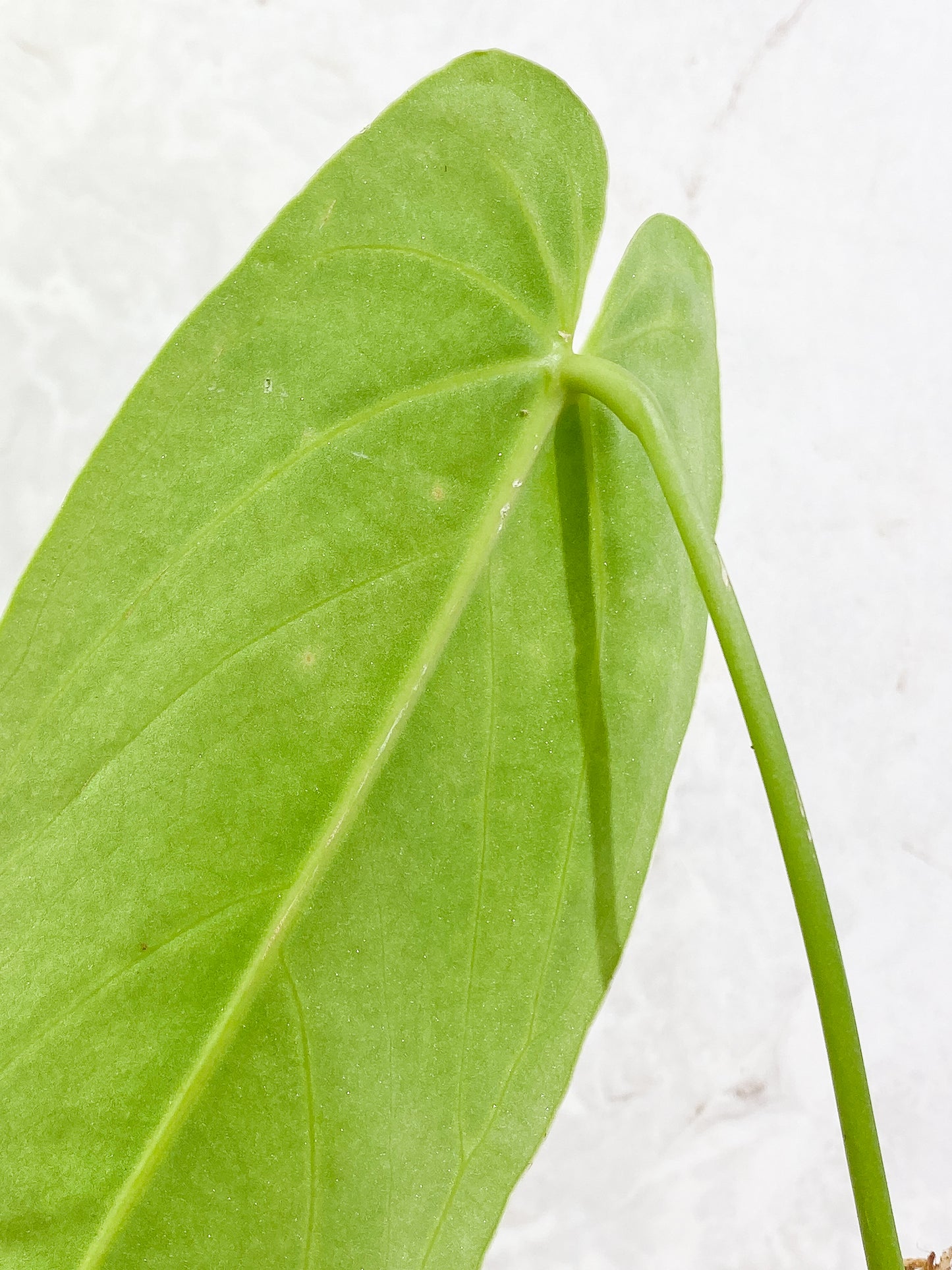 Anthurium Warocqueanum Rooted 1 leaf 1 sprout