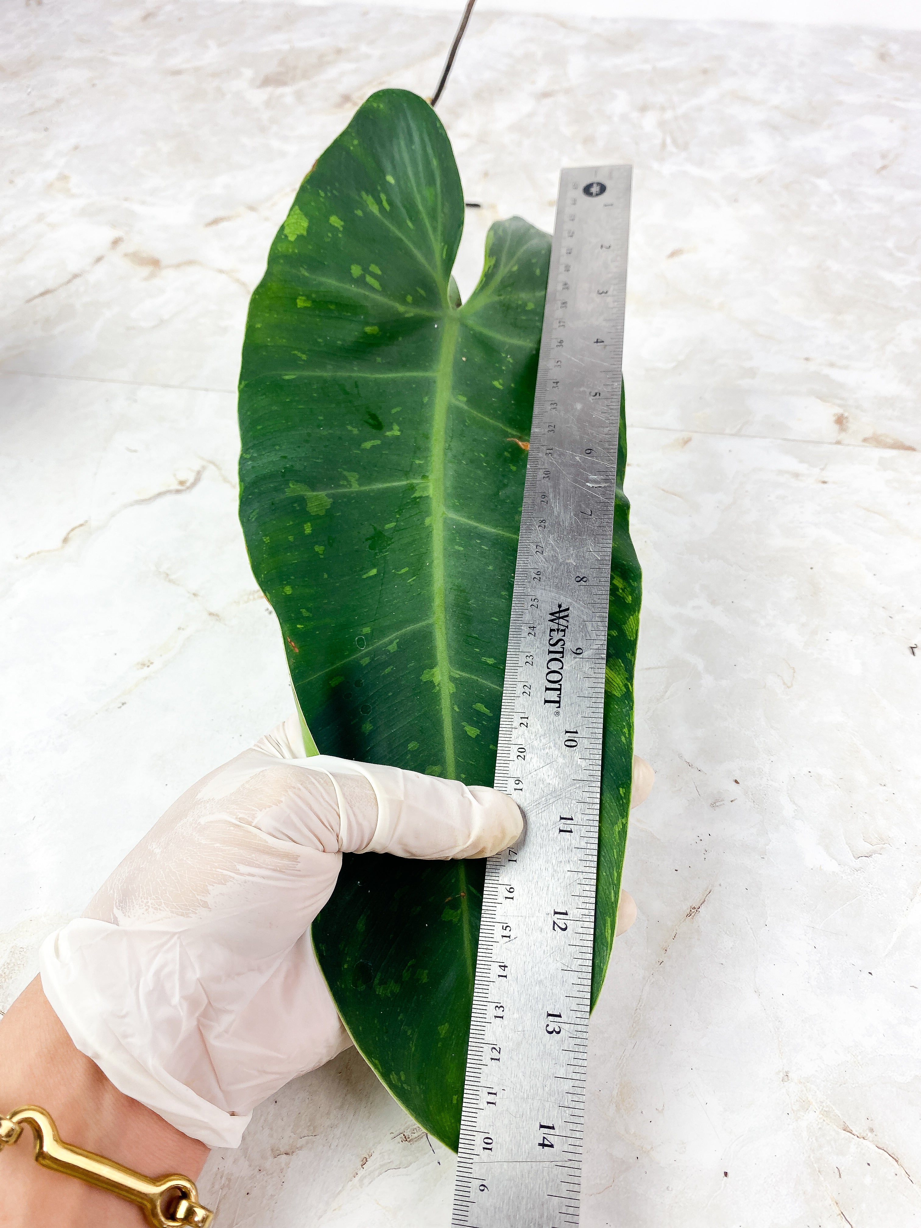 Philodendron  Jose Buono Rooting 1 huge leaf