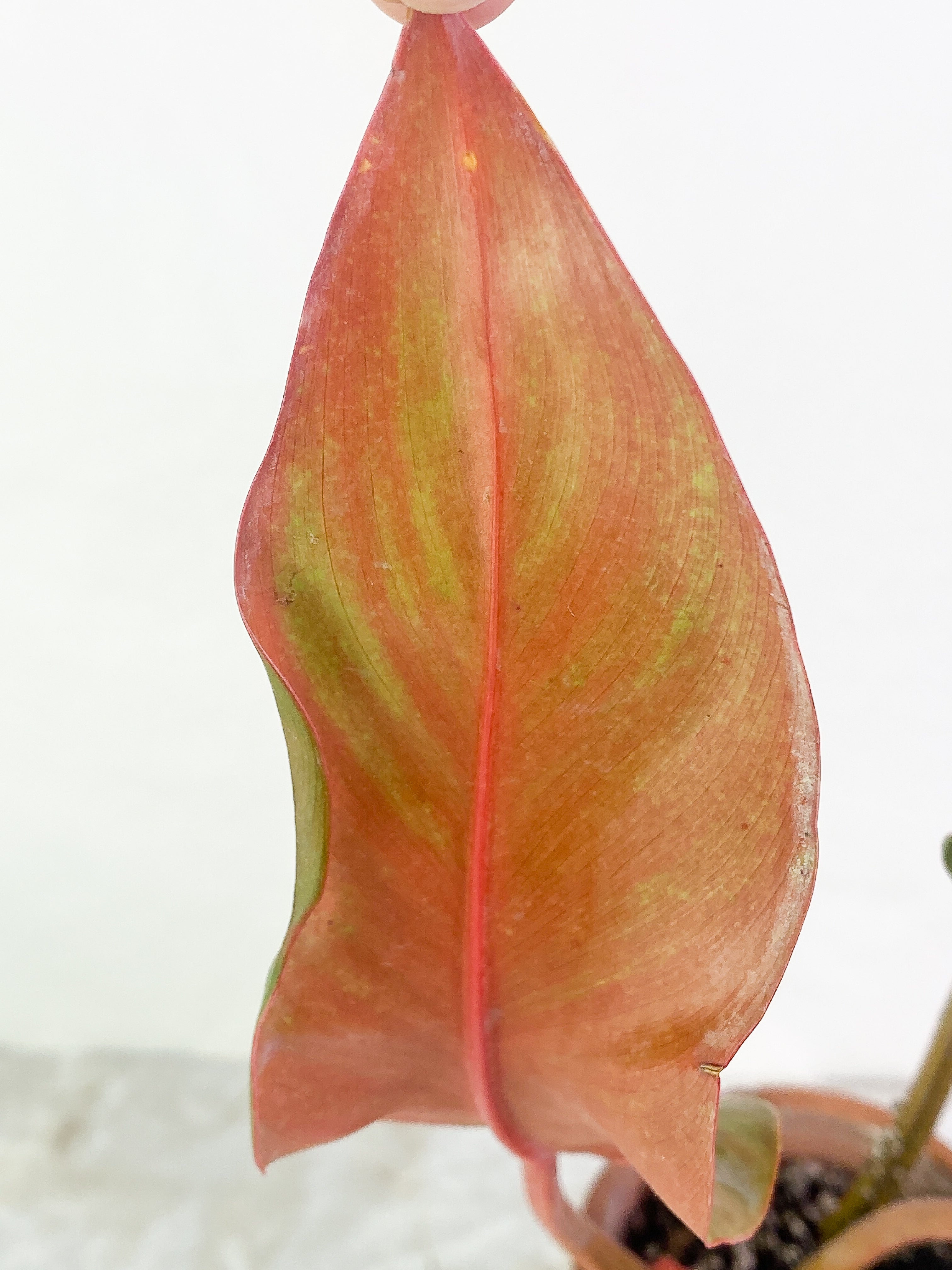 Philodendron Orange Marmalade 3 leaves leaves rooted Top Cutting