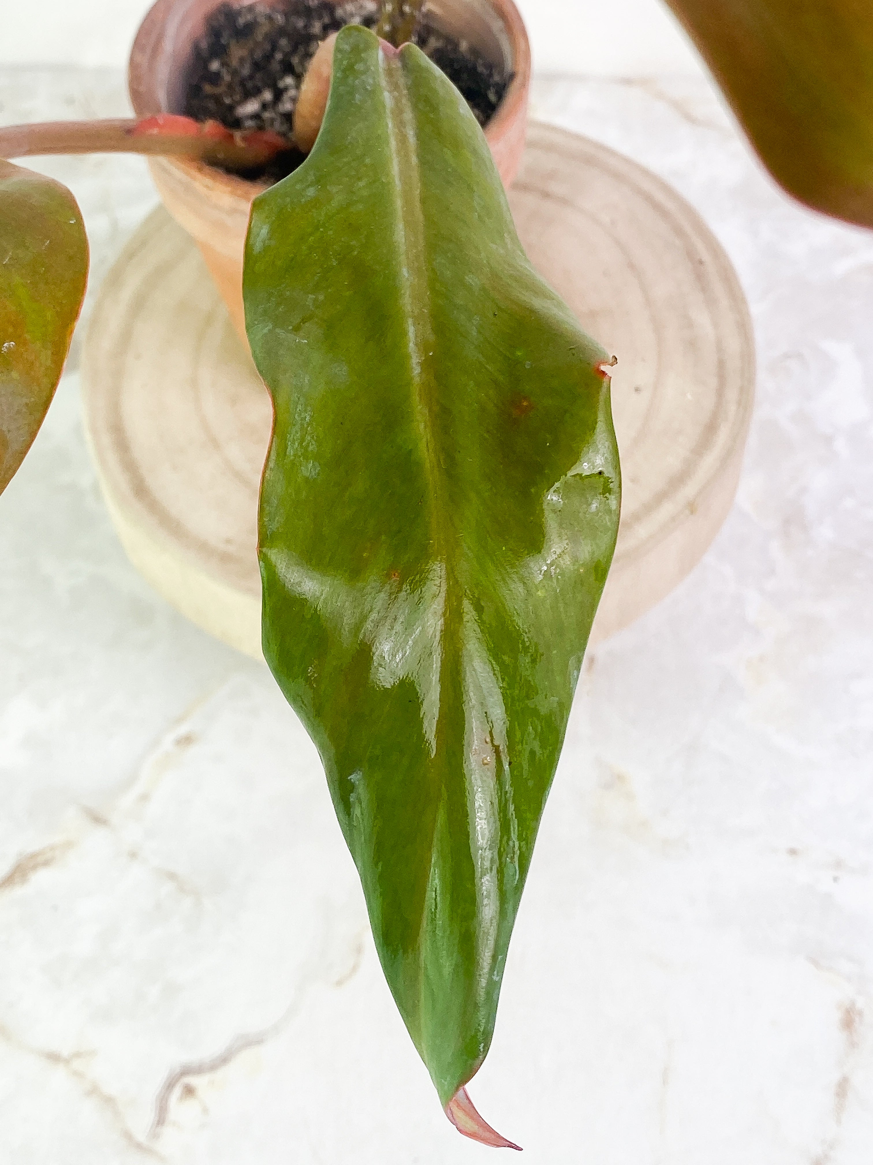 Philodendron Orange Marmalade 3 leaves leaves rooted Top Cutting