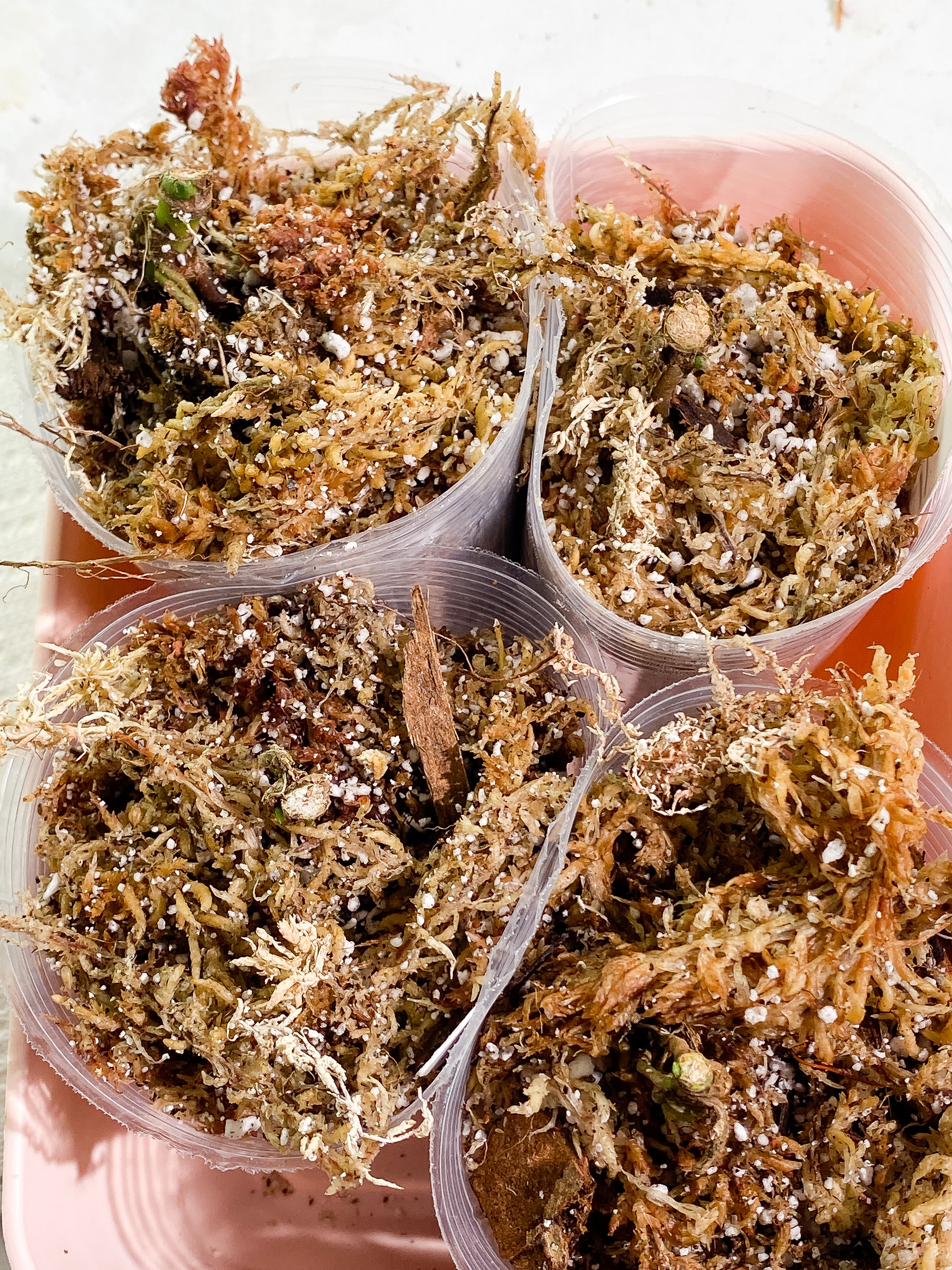 Grower Choice: Syngonium Green Splash 1 sprout Slightly Rooted node