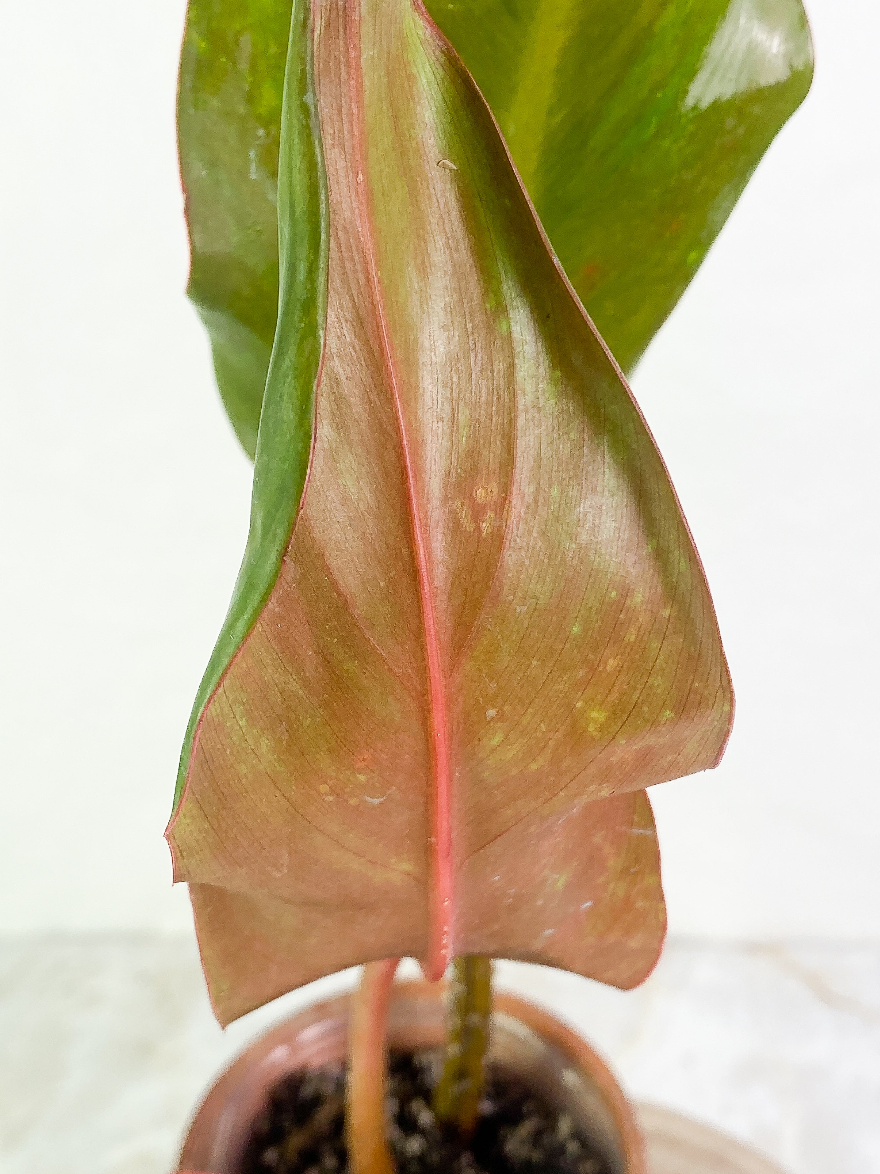 Philodendron Orange Marmalade 3 leaves leaves rooted Top Cutting