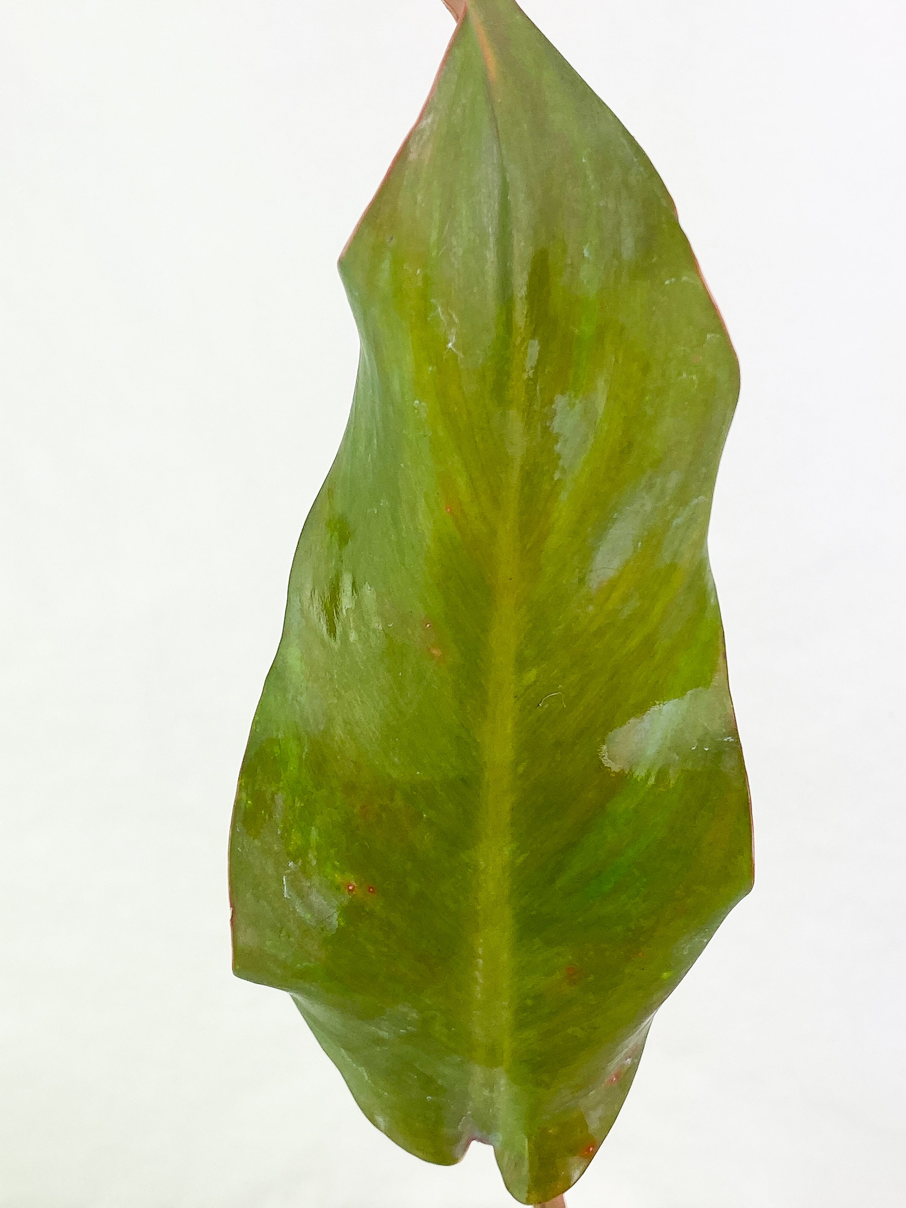 Philodendron Orange Marmalade 3 leaves leaves rooted Top Cutting