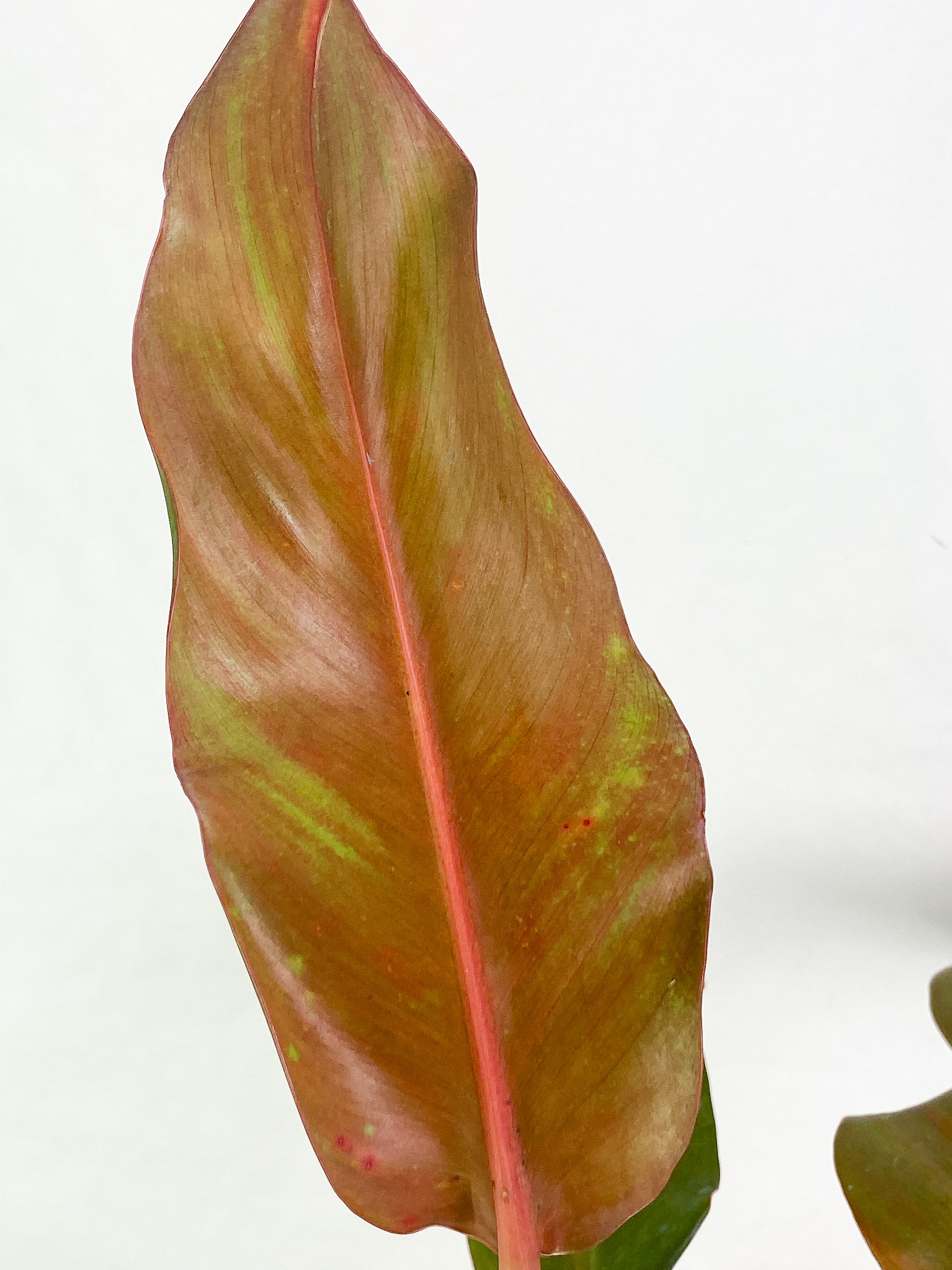 Philodendron Orange Marmalade 3 leaves leaves rooted Top Cutting