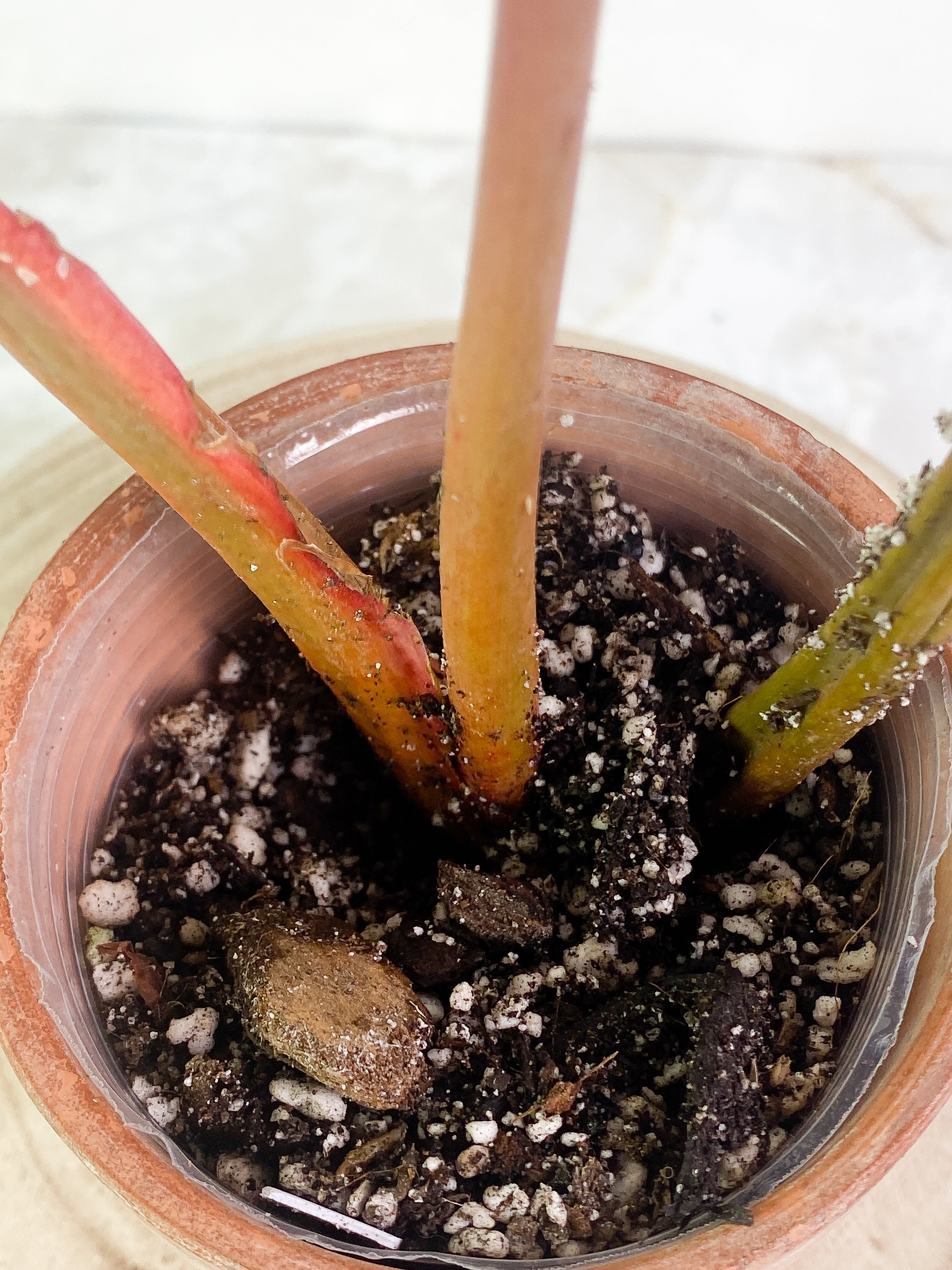 Philodendron Orange Marmalade 3 leaves leaves rooted Top Cutting