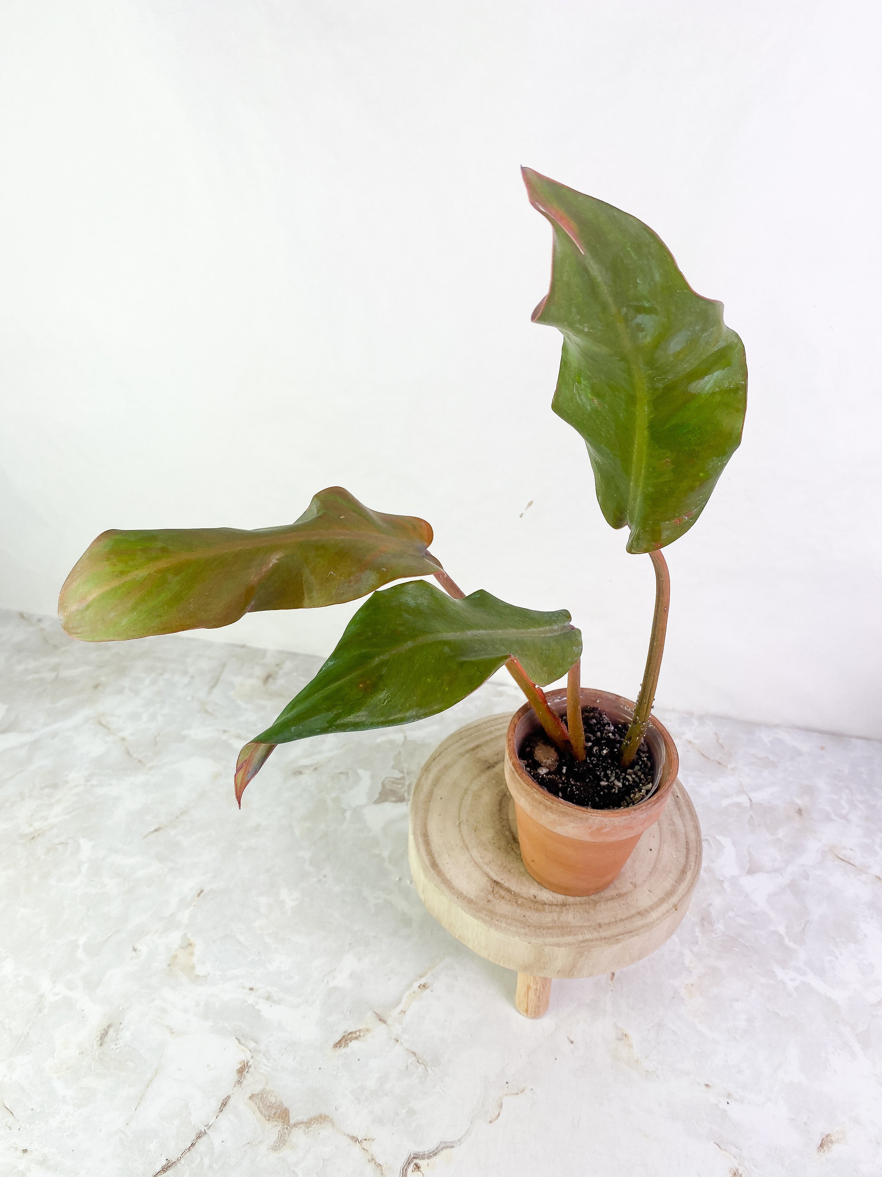 Philodendron Orange Marmalade 3 leaves leaves rooted Top Cutting