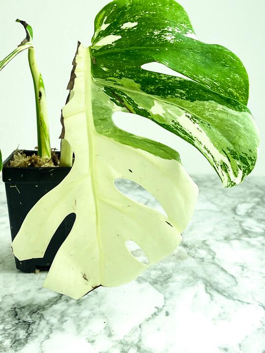 Monstera albo rooting node from a highly variegated mother plant. (READ Description)