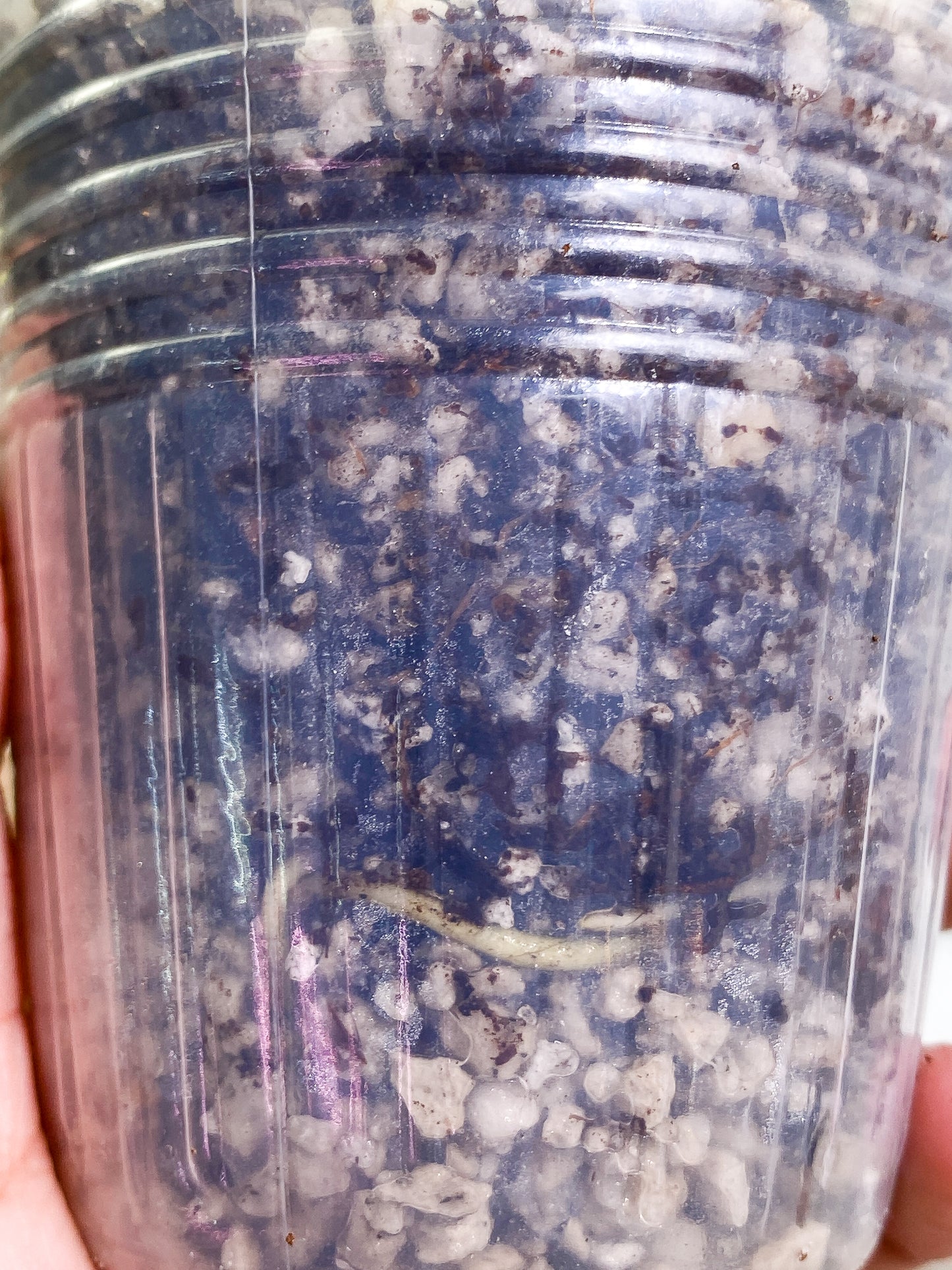 Monstera Thai Constellation  Rooted node 1 activated bud