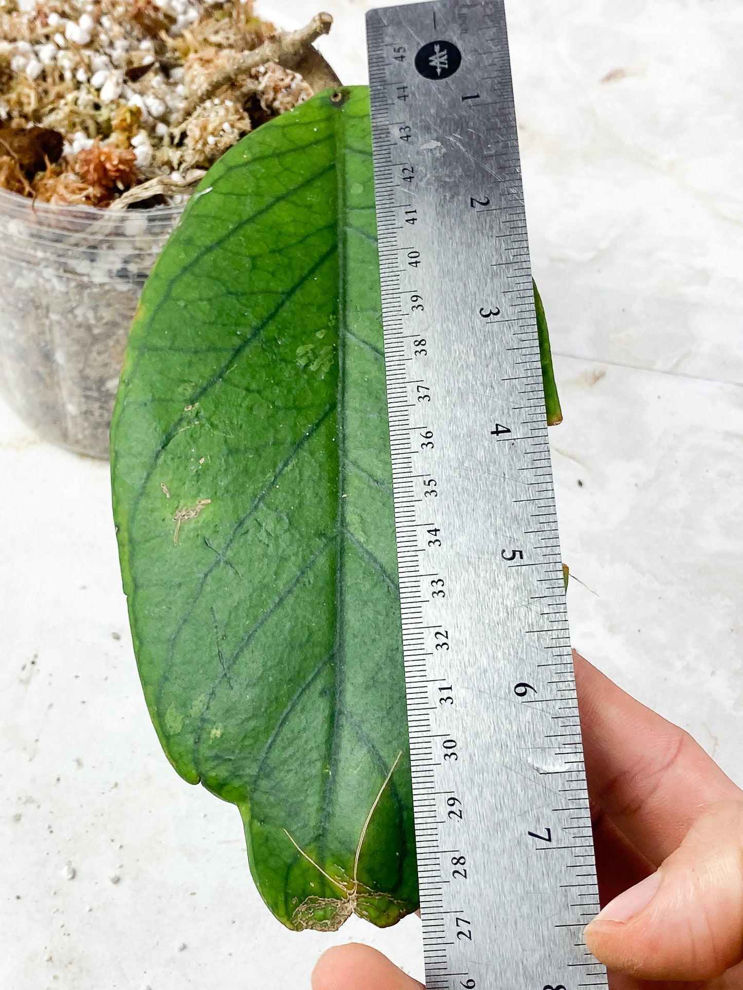 Hoya Tanggamus Slightly Rooted 1 big leaf