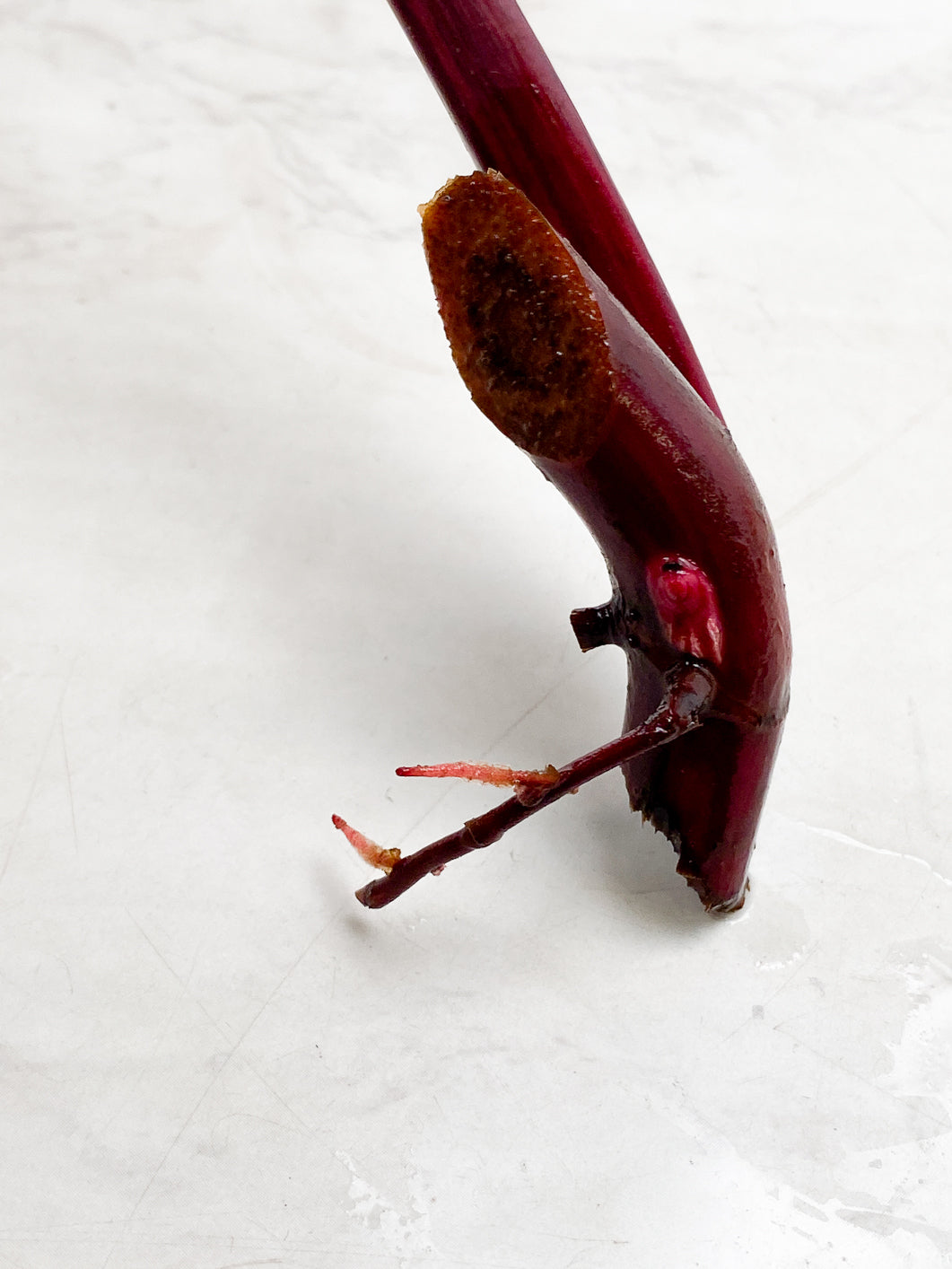 Philodendron Strawberry Shake  1 leaf 1 bud rooting