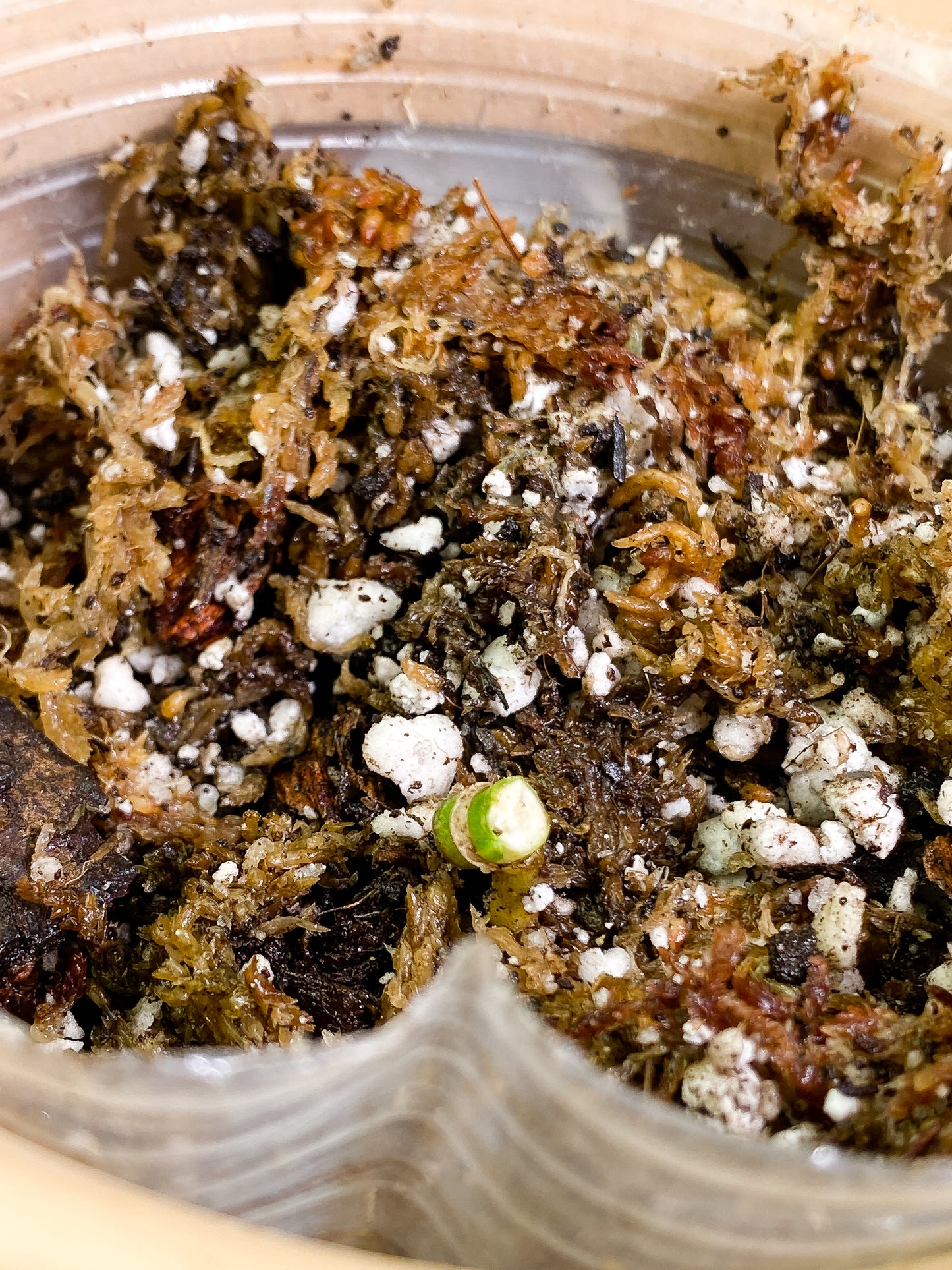 Monstera Adansonii Aurea Rooted node 1 small sprout