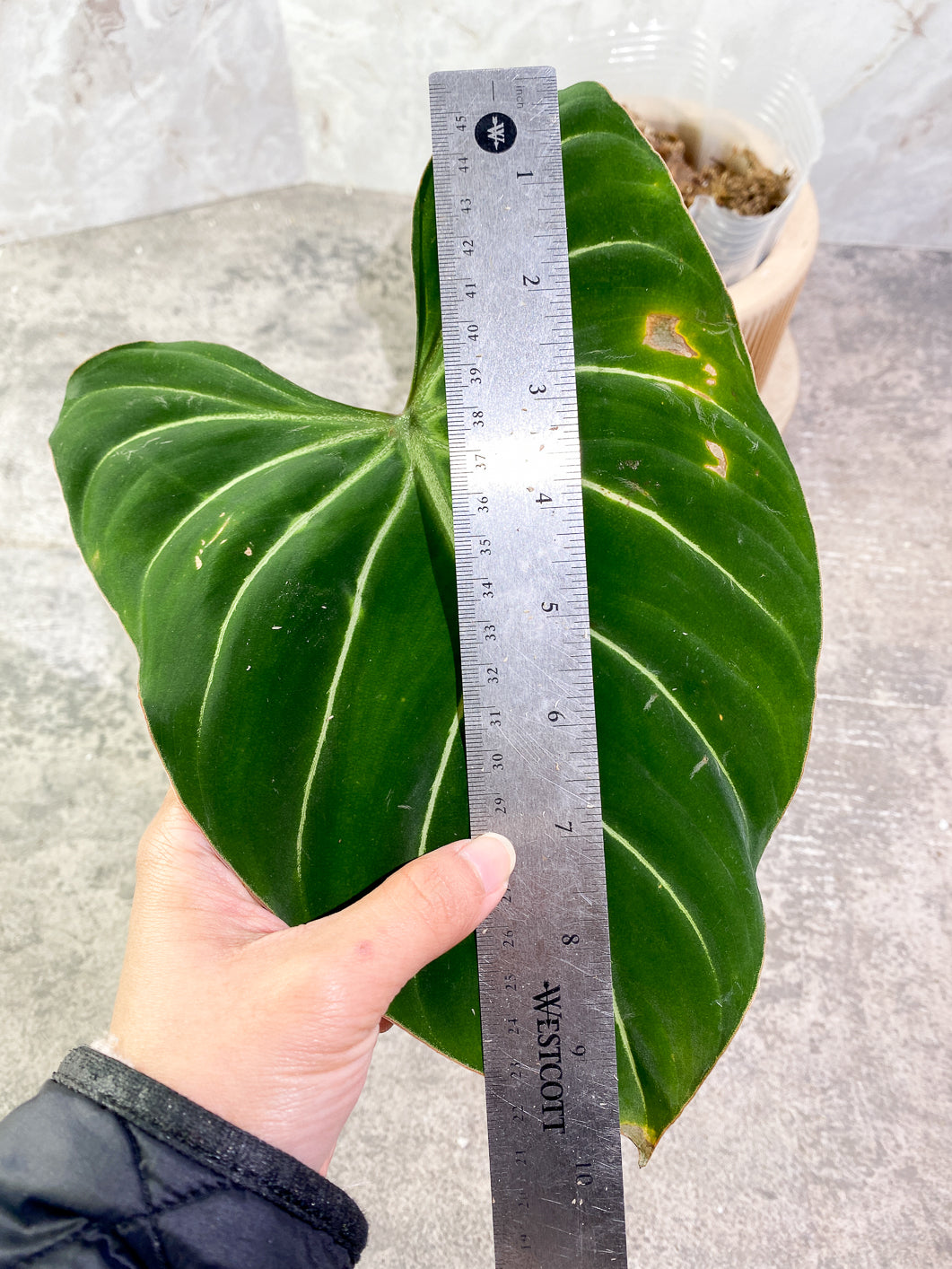 Philodendron Gloriosum Zebra 1 big leaf Rooted