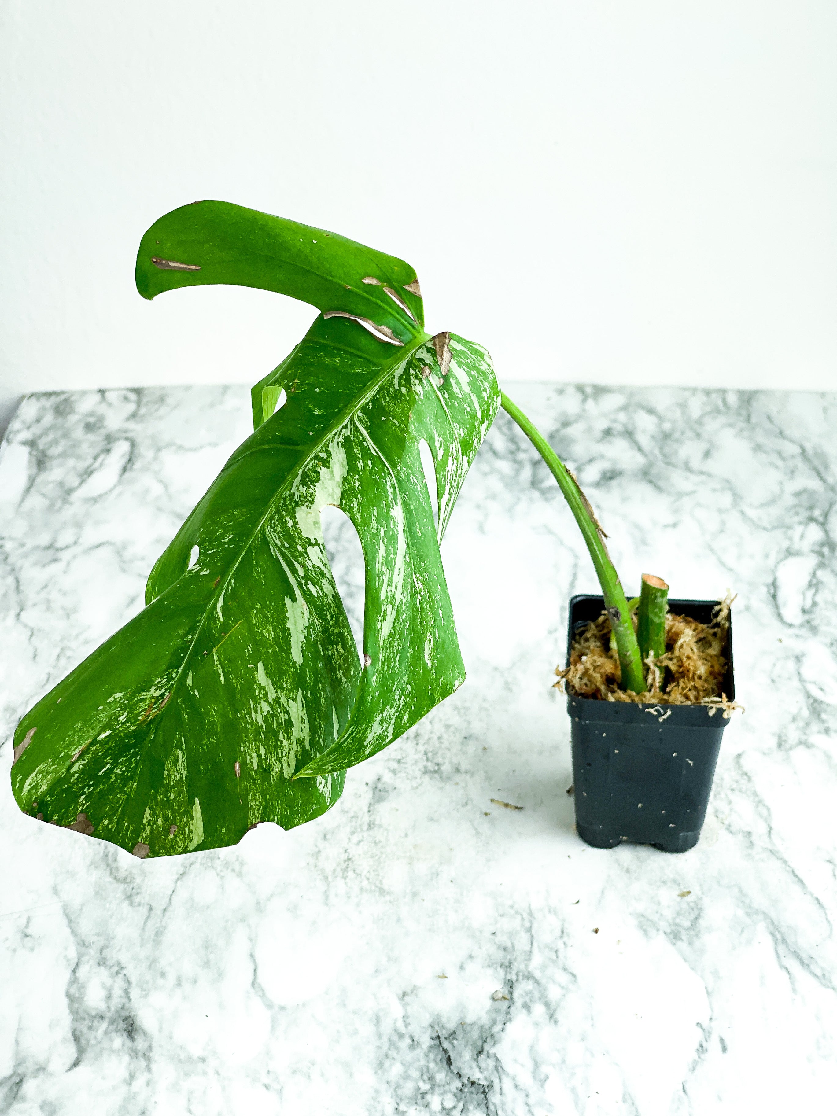 Monstera Albo Borsigiana 2 leaves (one leaf is unfurling) Rooted