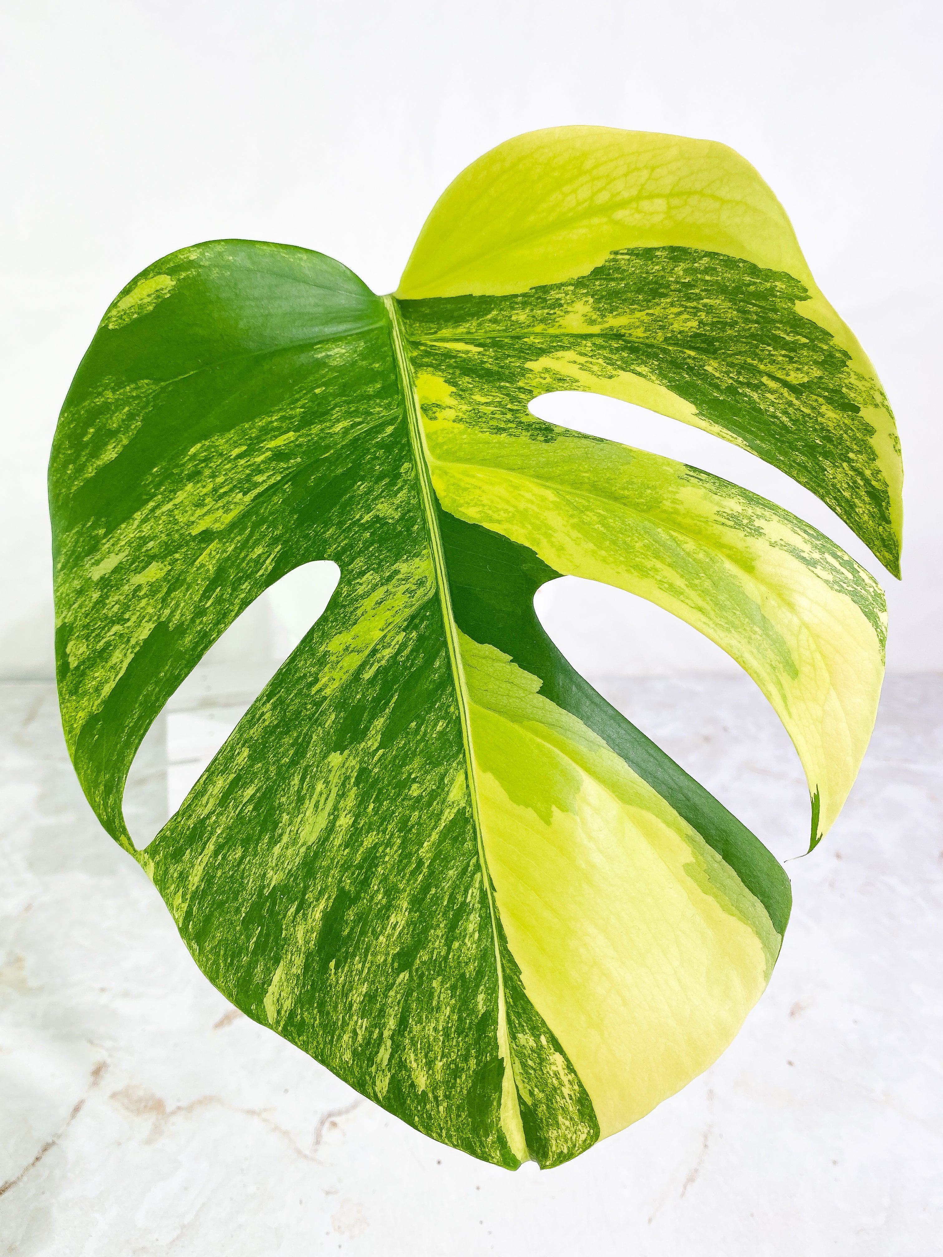 Monstera Aurea 1 leaf Rooted Highly Variegated