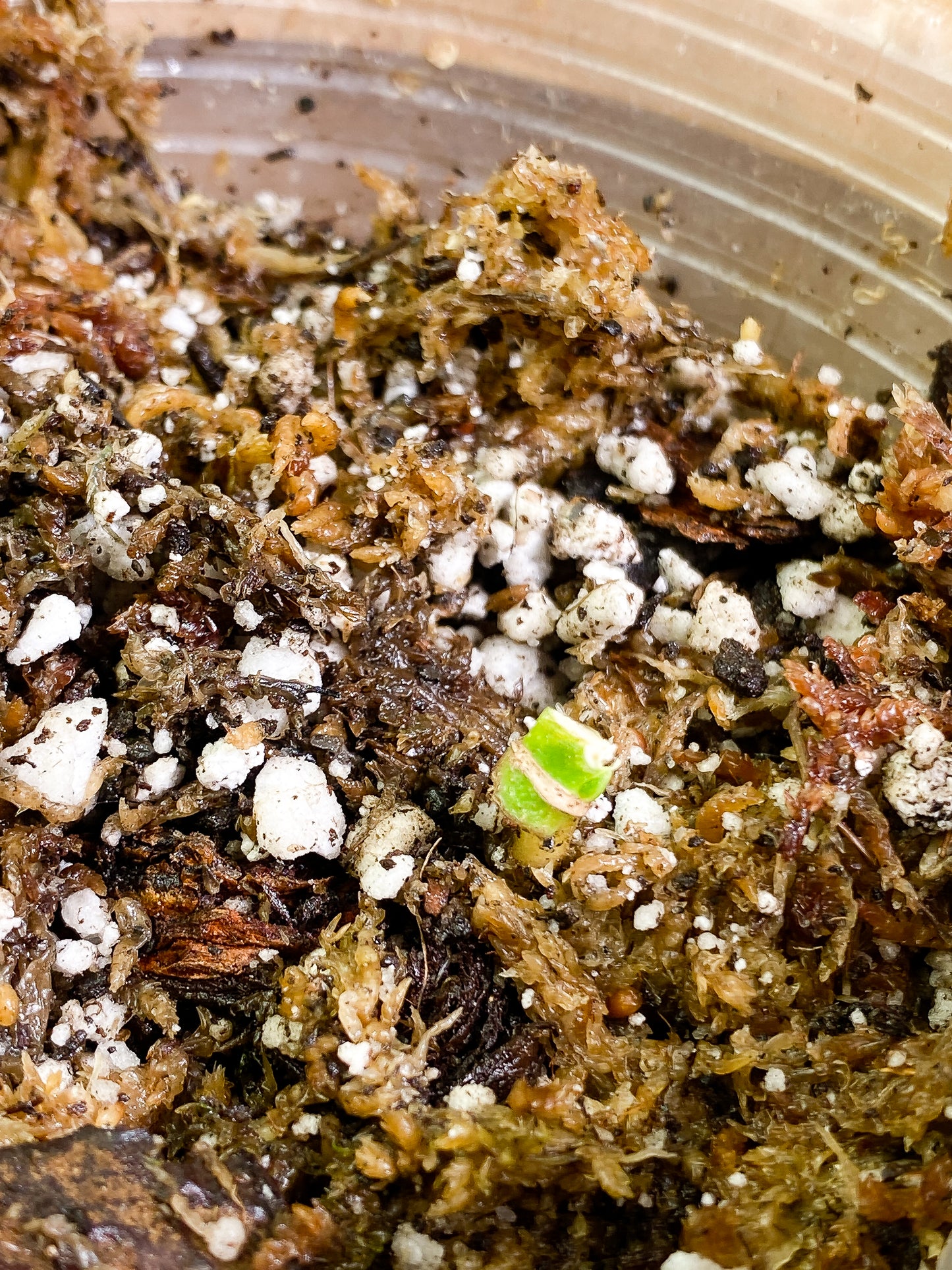 Monstera Adansonii Aurea Rooted node 1 small sprout