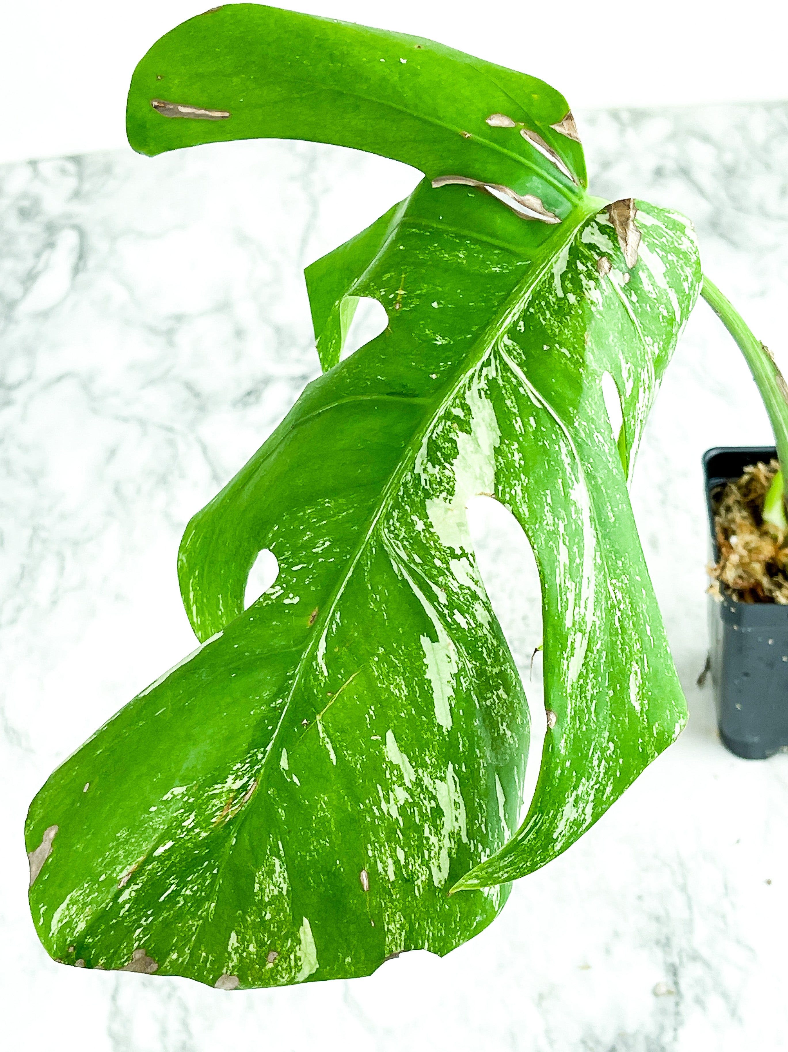 Monstera Albo Borsigiana 2 leaves (one leaf is unfurling) Rooted