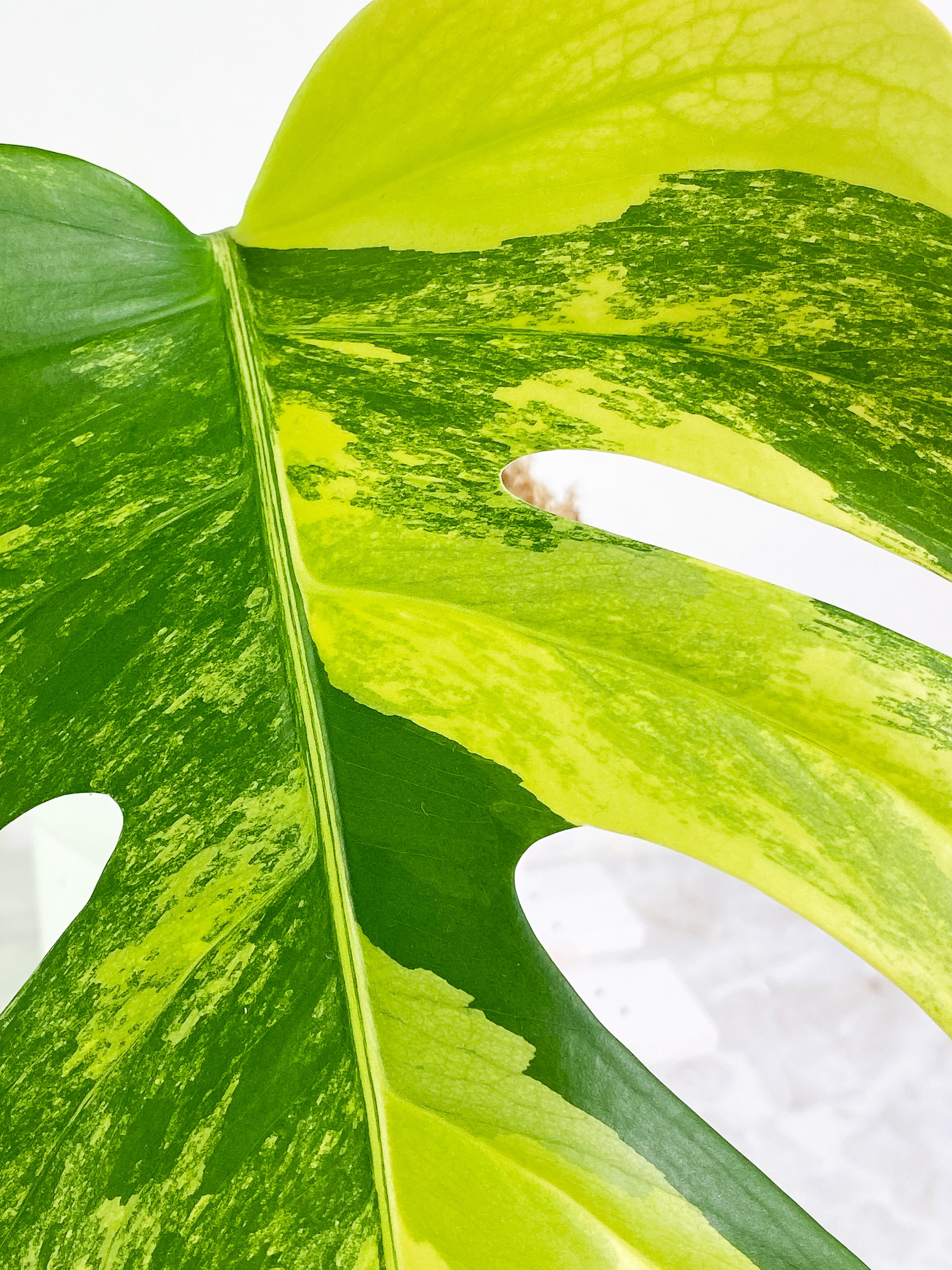 Monstera Aurea 1 leaf Rooted Highly Variegated